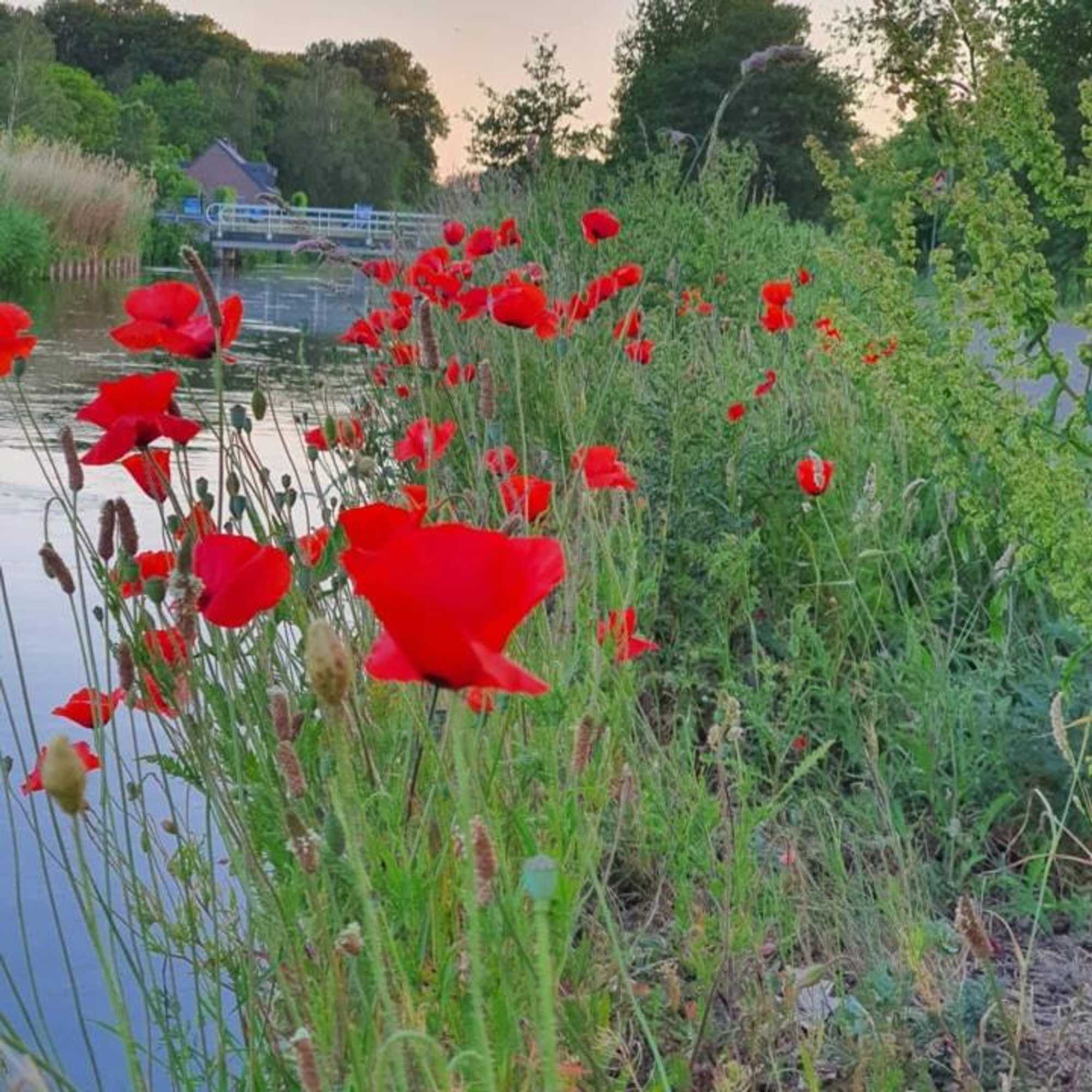 Gift card for De Vliegende Vlinder