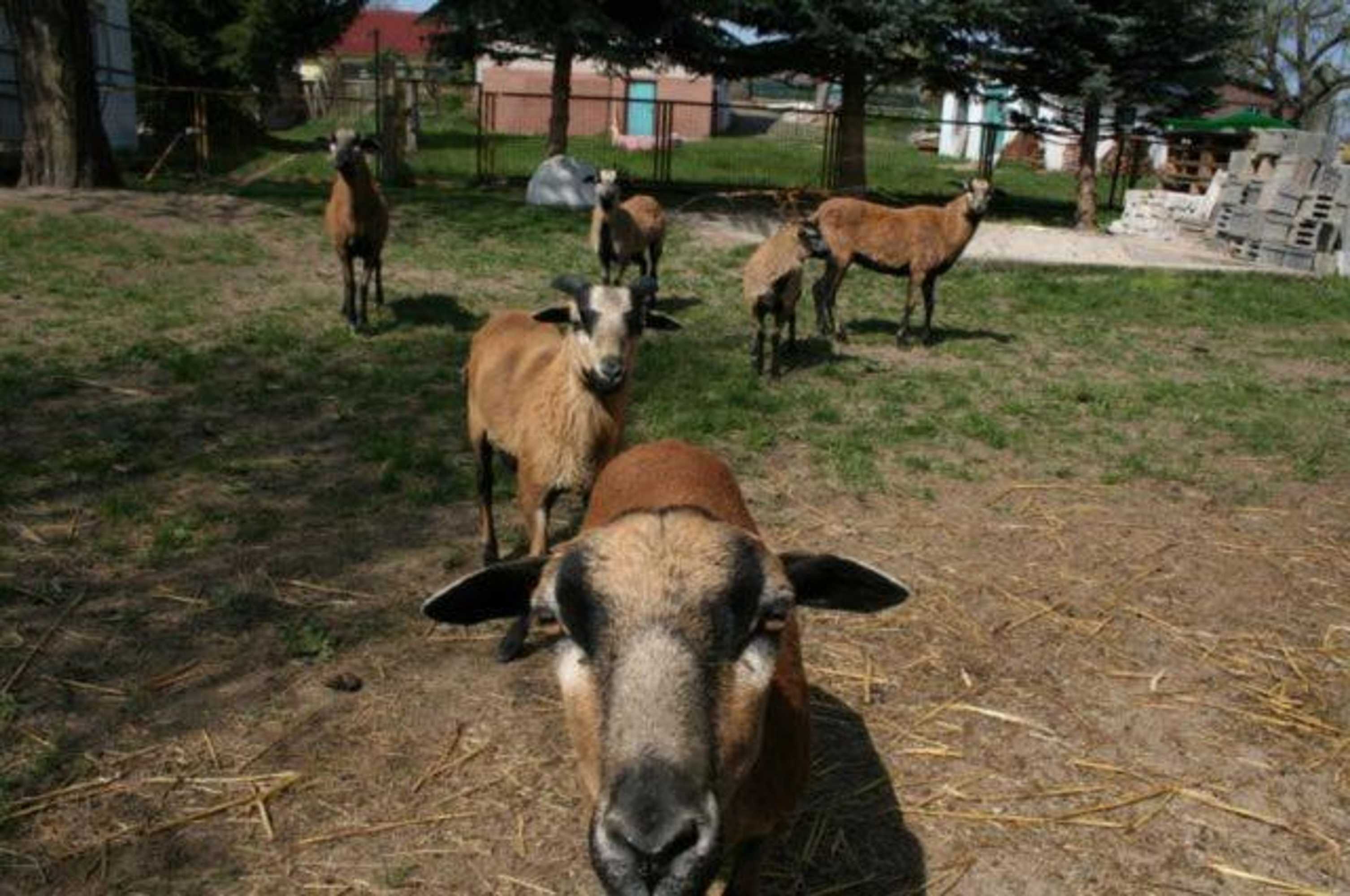 Gift card for Familienhotel Zur Linde