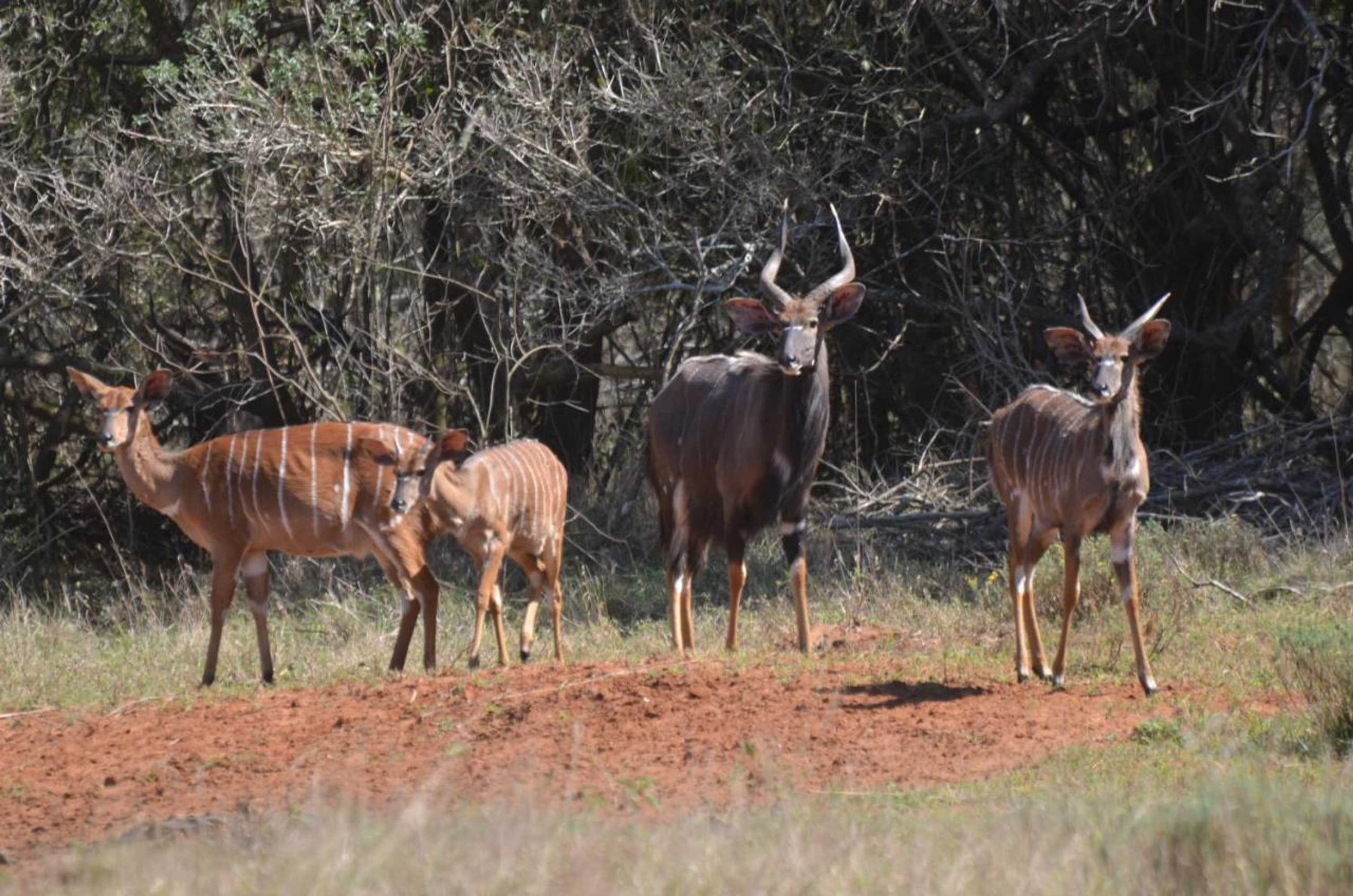 Gift card for Bushbaby Lodge & Camping Gift card for Bushbaby Lodge & Camping