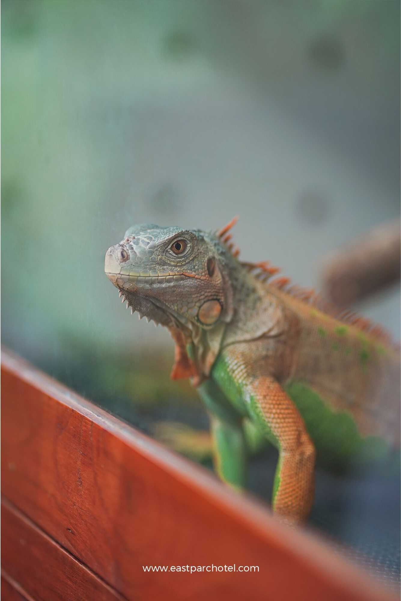 Gift card for Eastparc Hotel