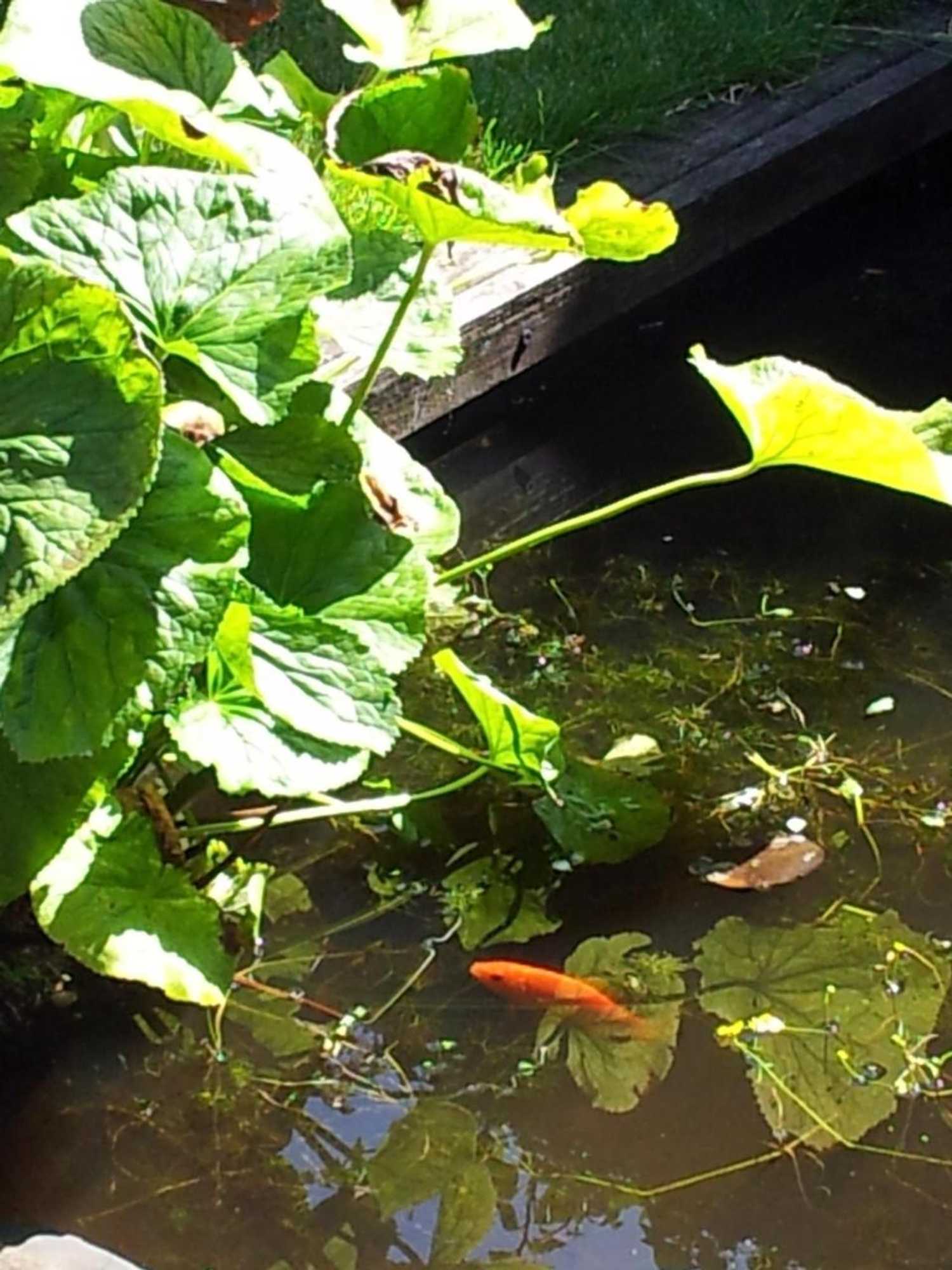 Gift card for Bed & Breakfast 28 Appartement Met Privé Tuin