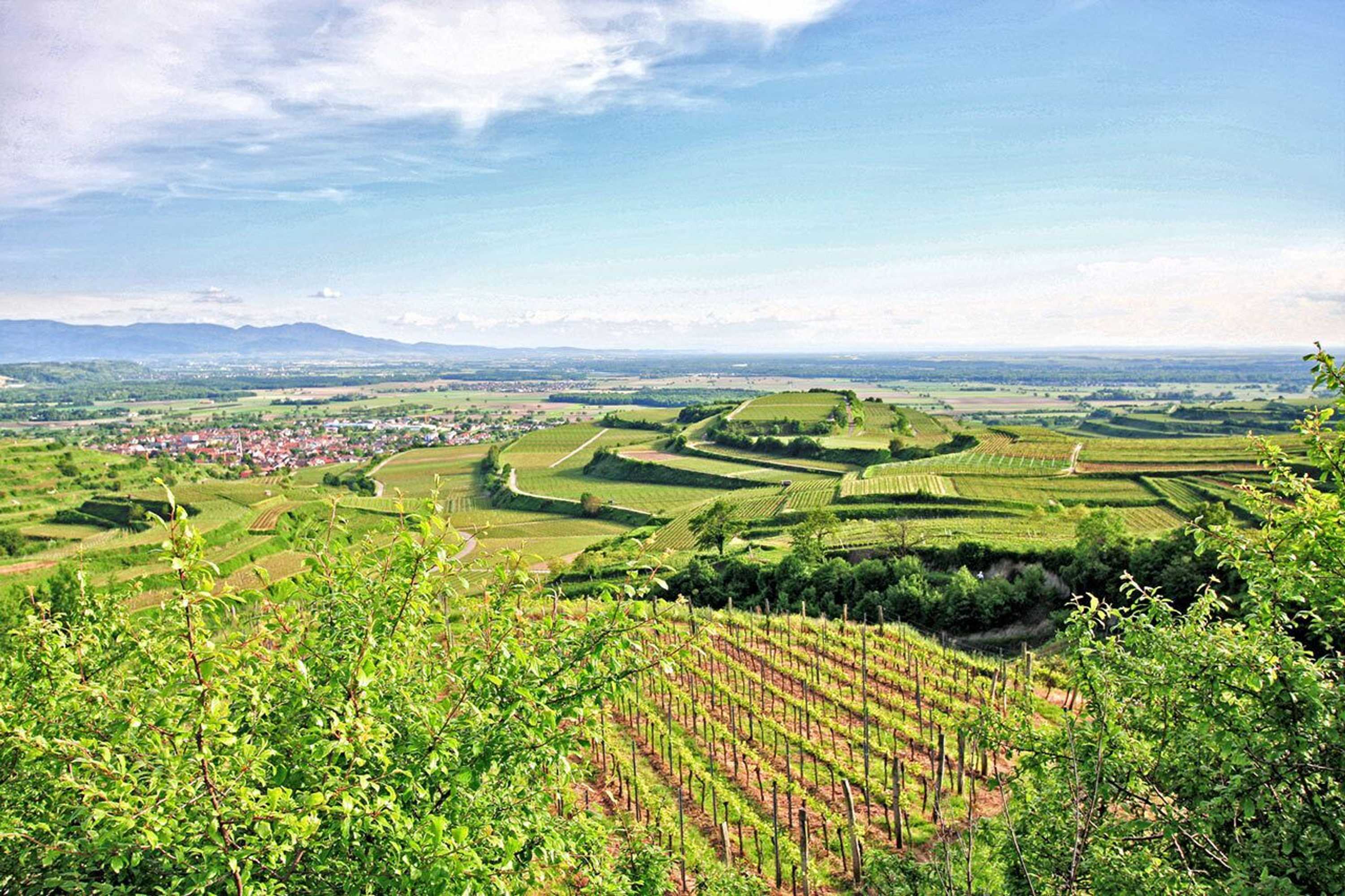Gift card for Winzerstube Ihringen Gift card for Winzerstube Ihringen