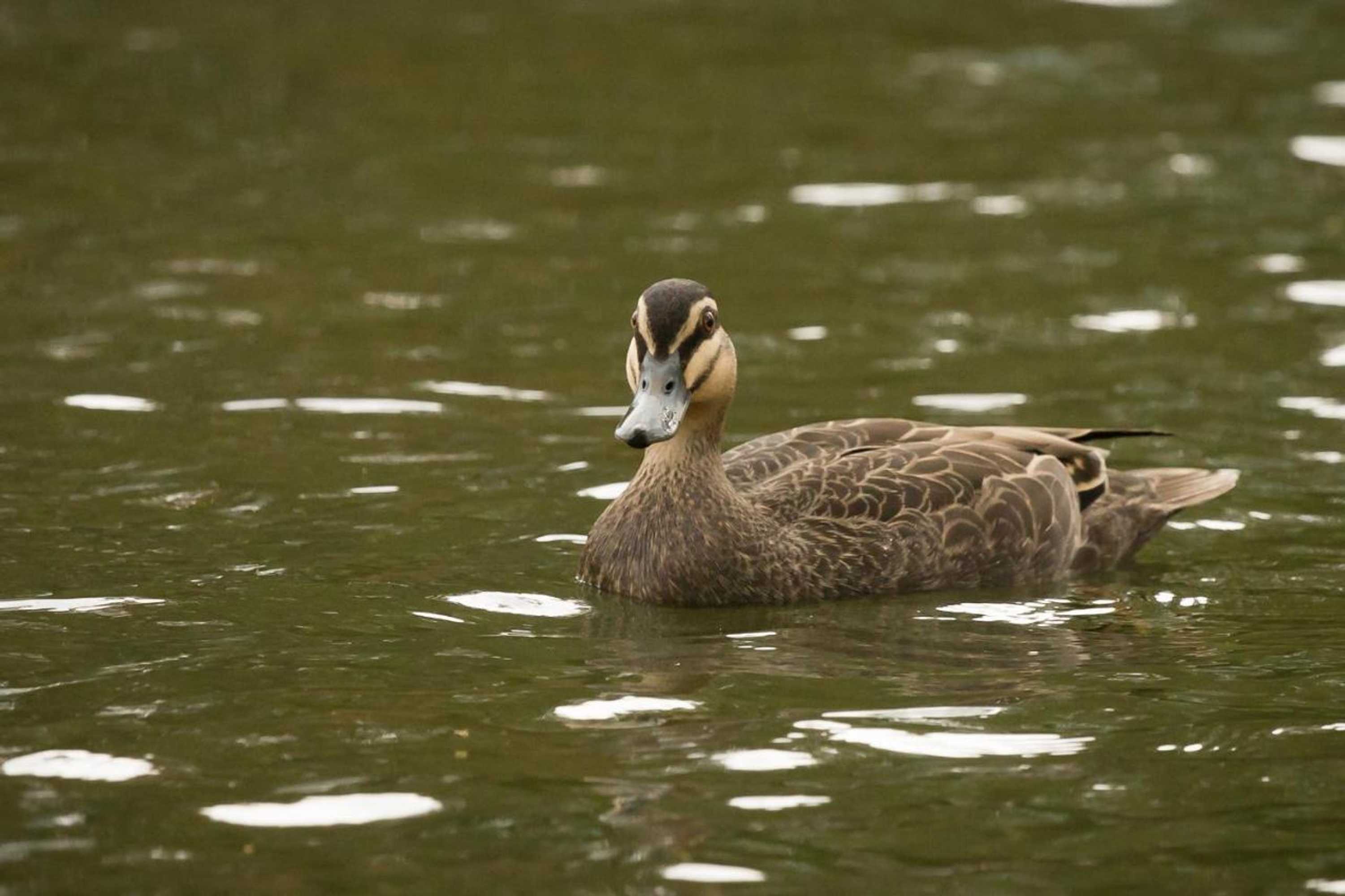 Gift card for The Burrow At Wombat Bend