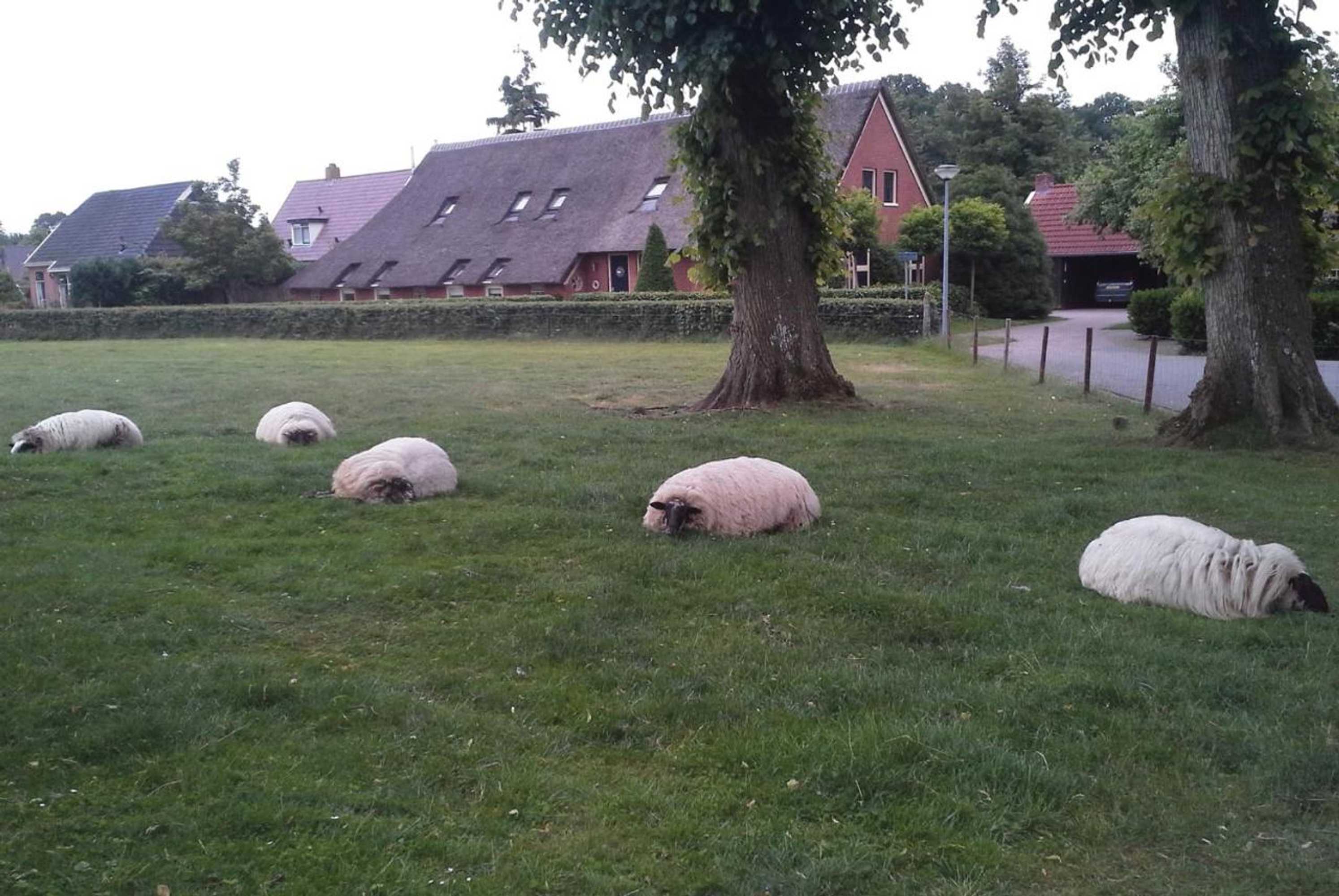 Gift card for D'olle Saks Bed & Breakfast