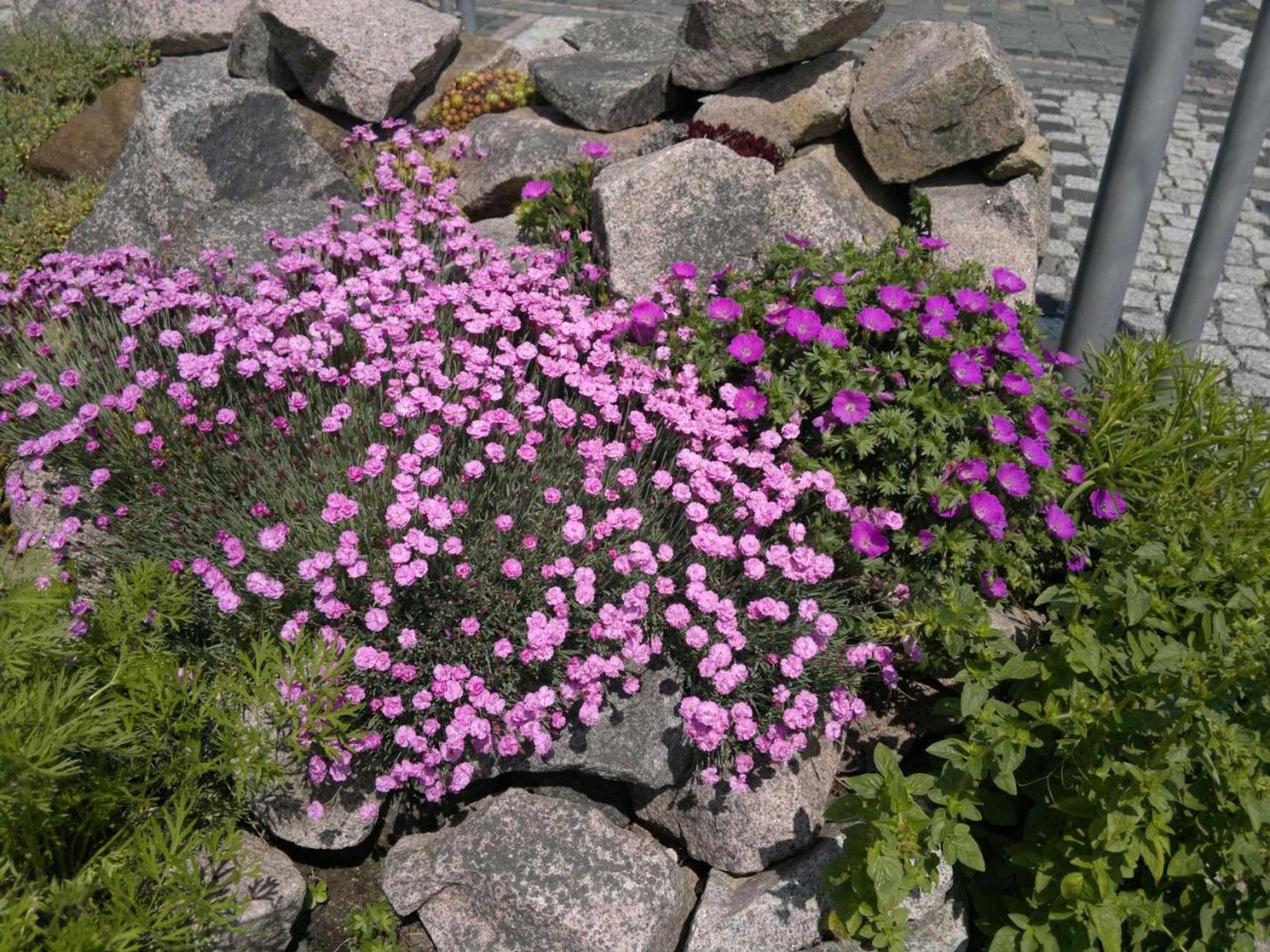 Gift card for B & B Gästehaus Schmidt