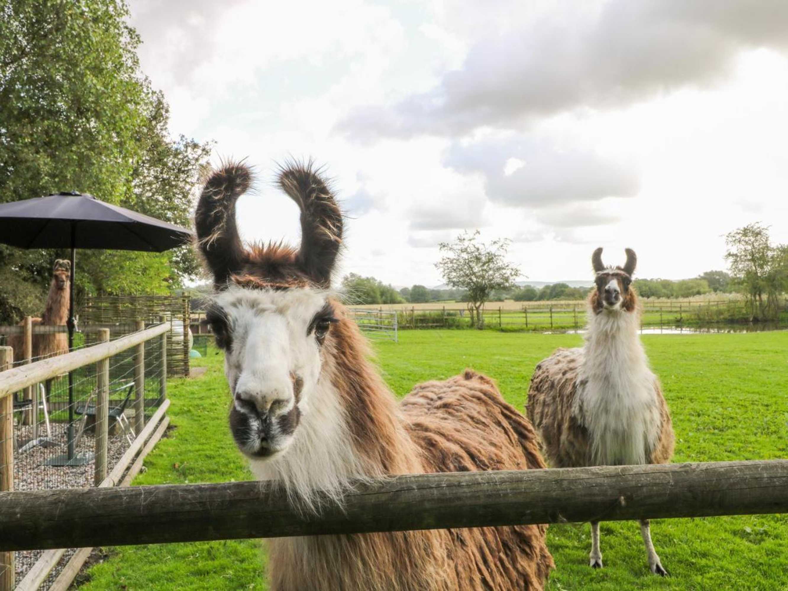 Gift card for Chequer Stable