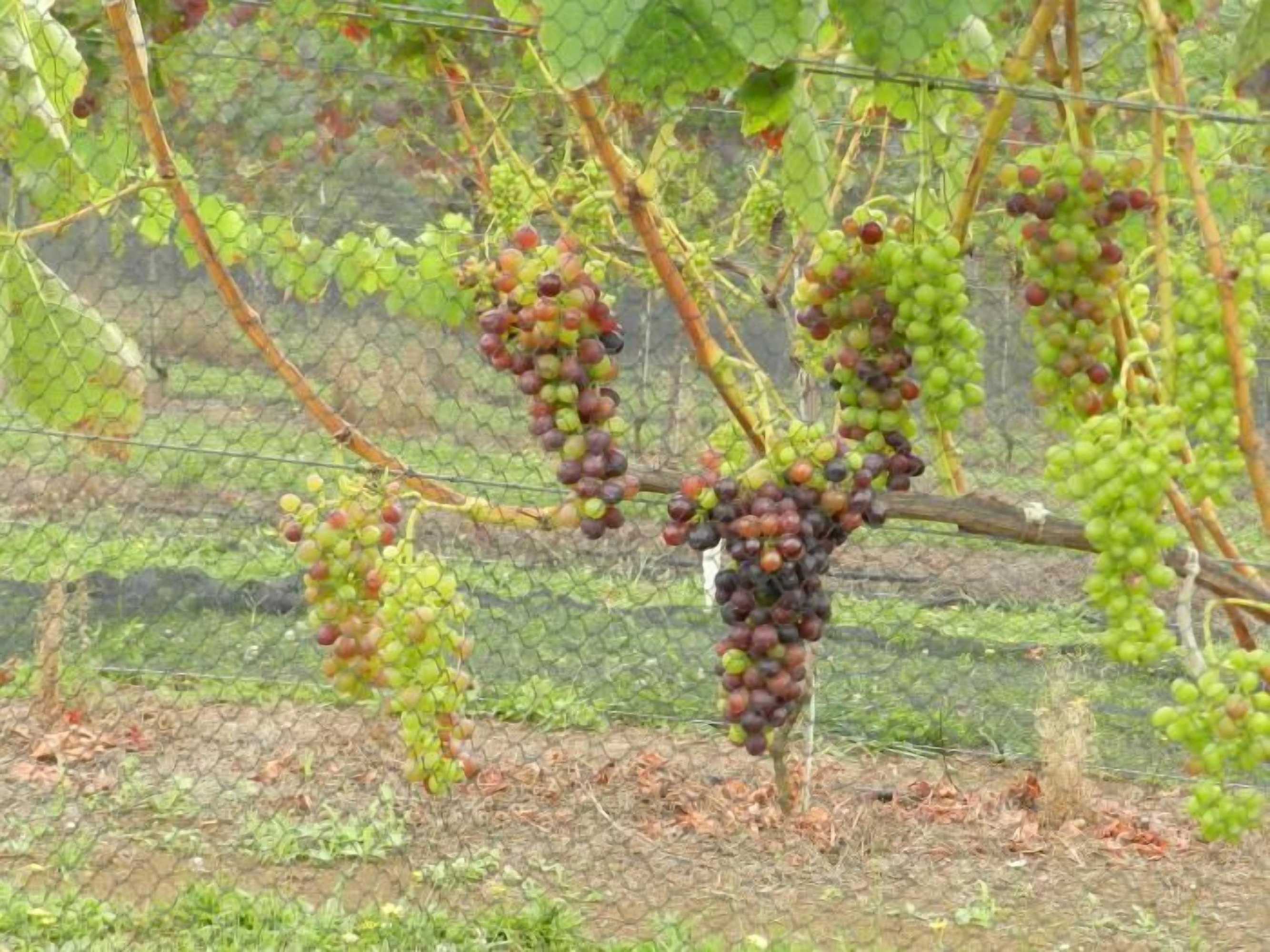 Gift card for Puketotara Lodge