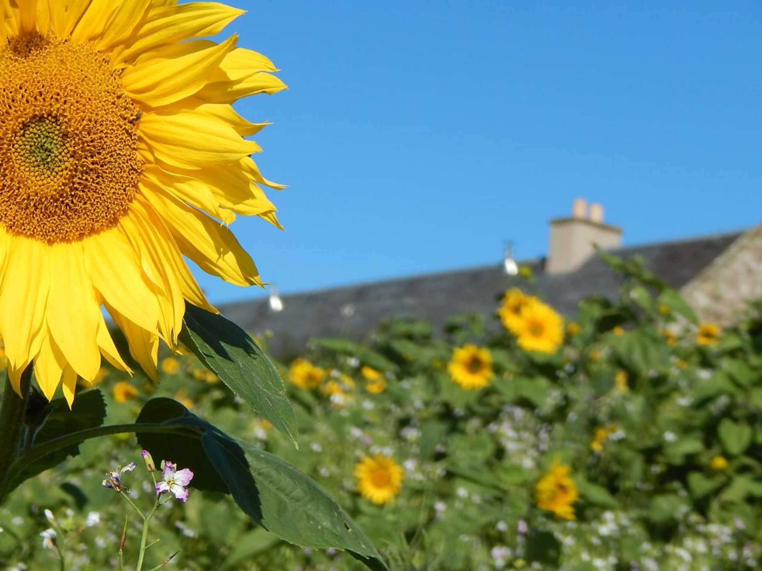 Gift card for Plumtree Cottage