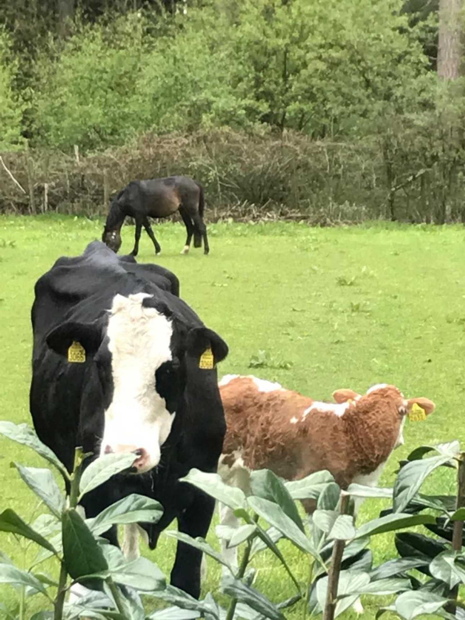 Gift card for Bij Zelle