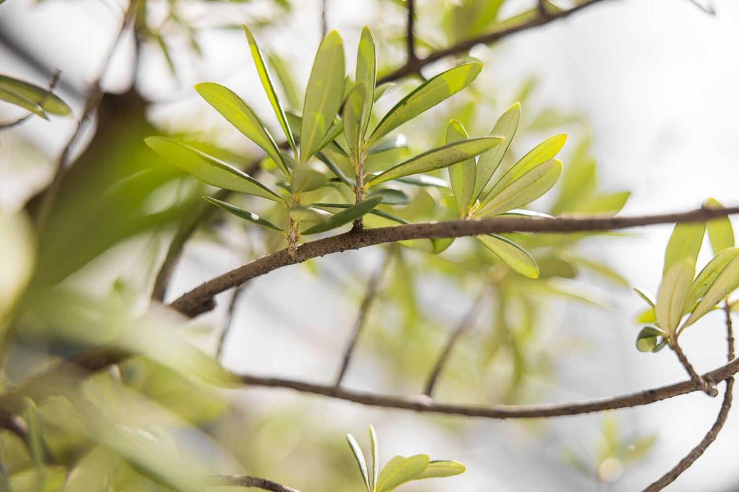 Gift card for Frohsinn