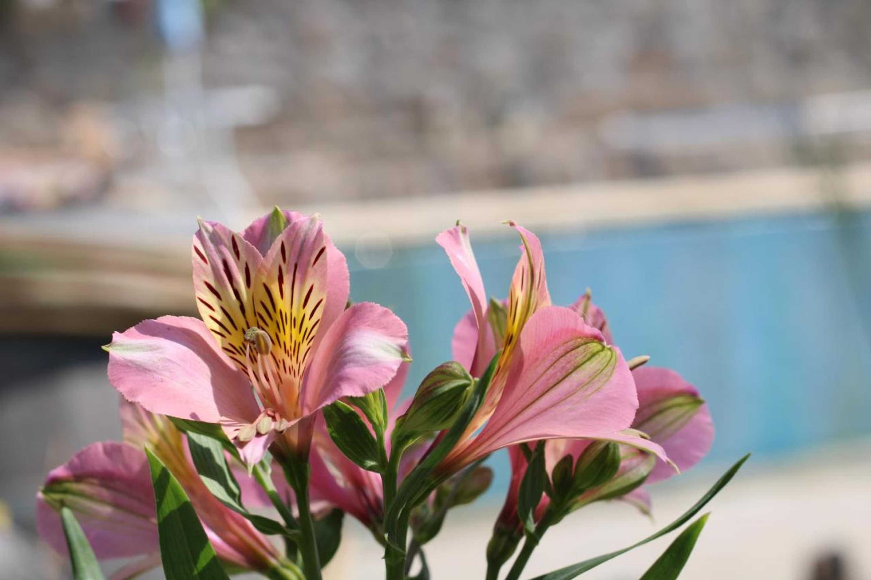 Gift card for Casa da Aldeia da Avó