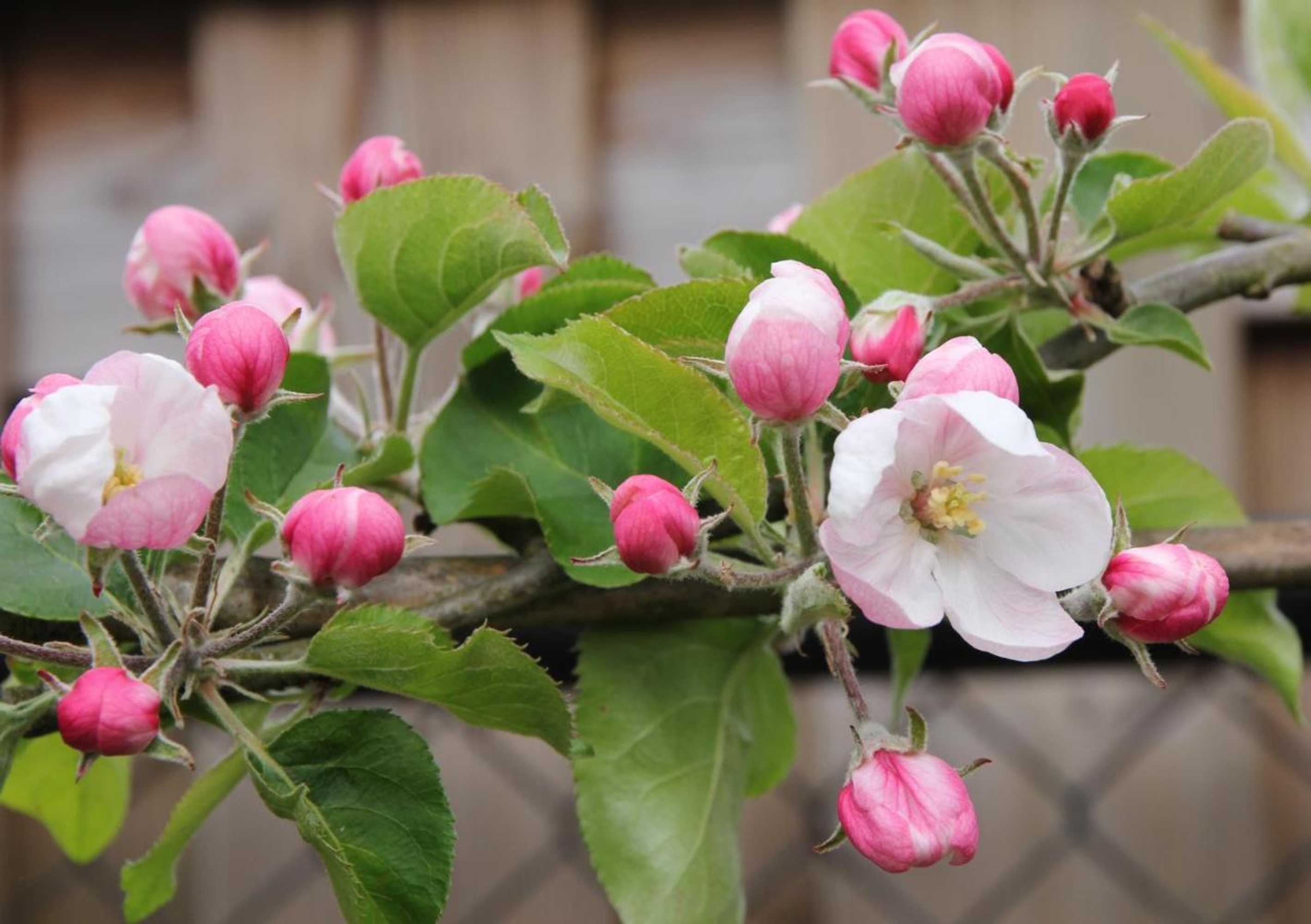 Gift card for B&b Buitenwaard