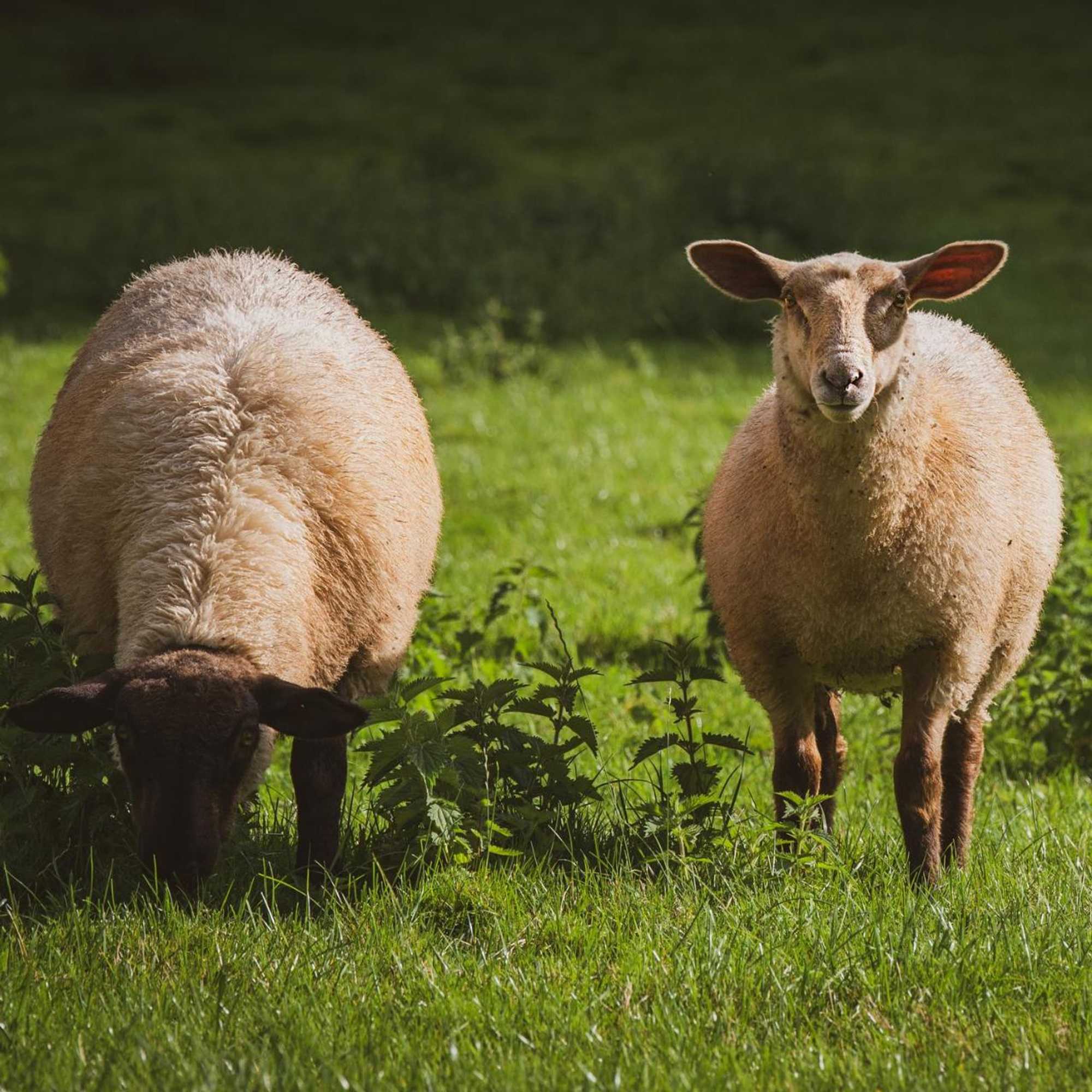 Gift card for Hidden Wood Glamping