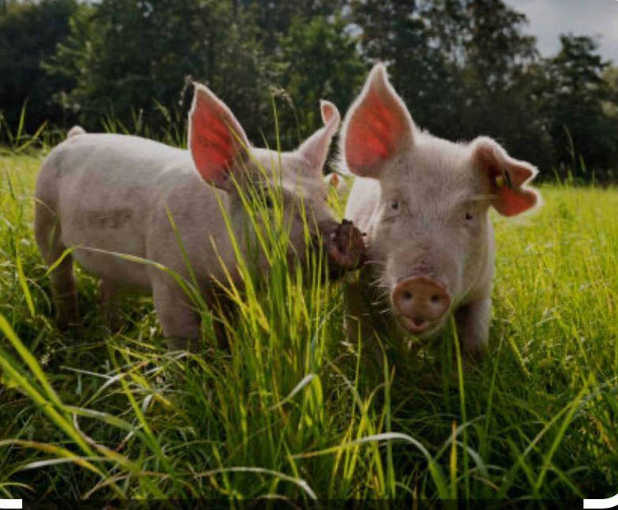 Gift card for The Laburnum Retreat Shepherd Hut Private Hot Tub Gift card for The Laburnum Retreat Shepherd Hut Private Hot Tub