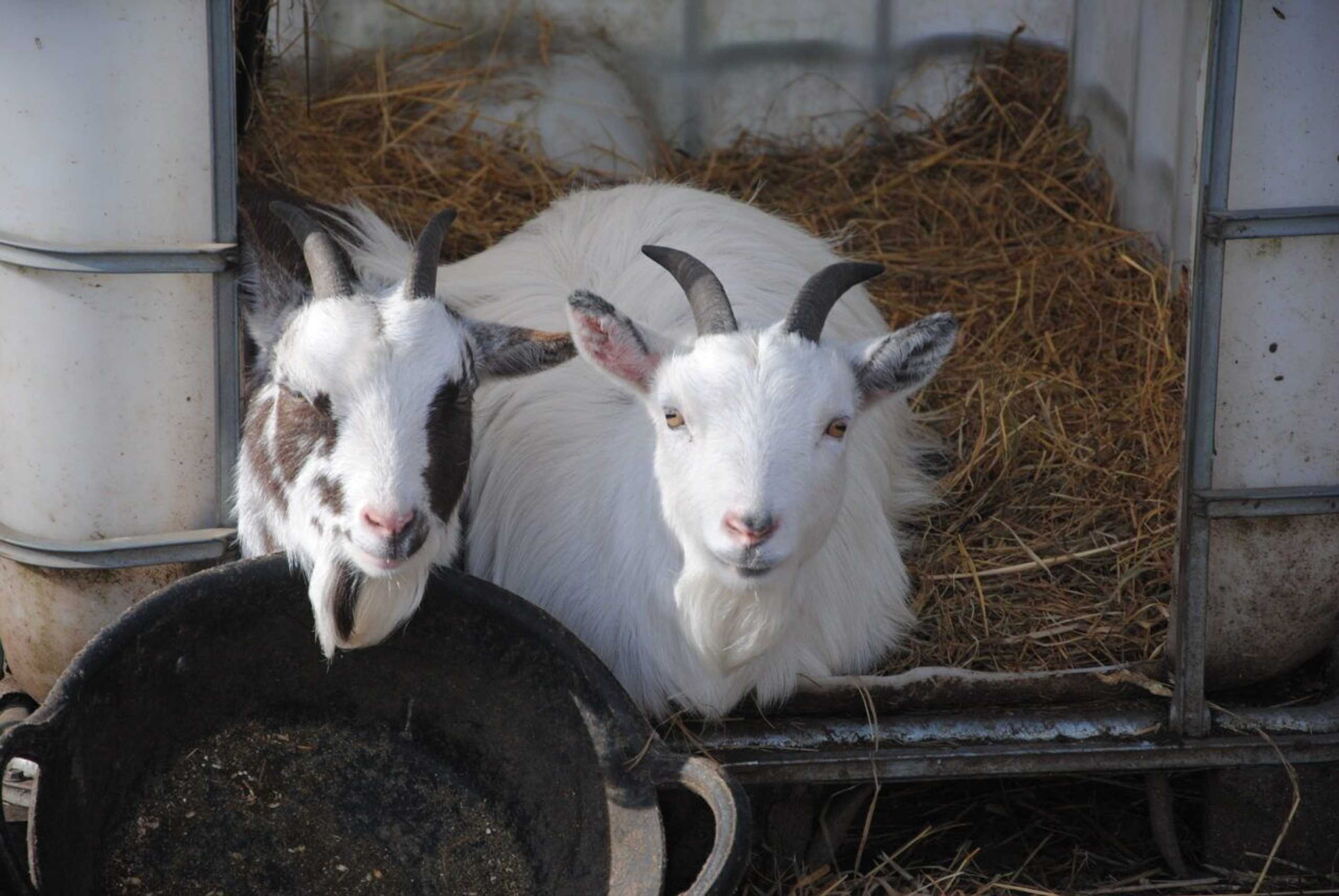 Gift card for Delny Glamping