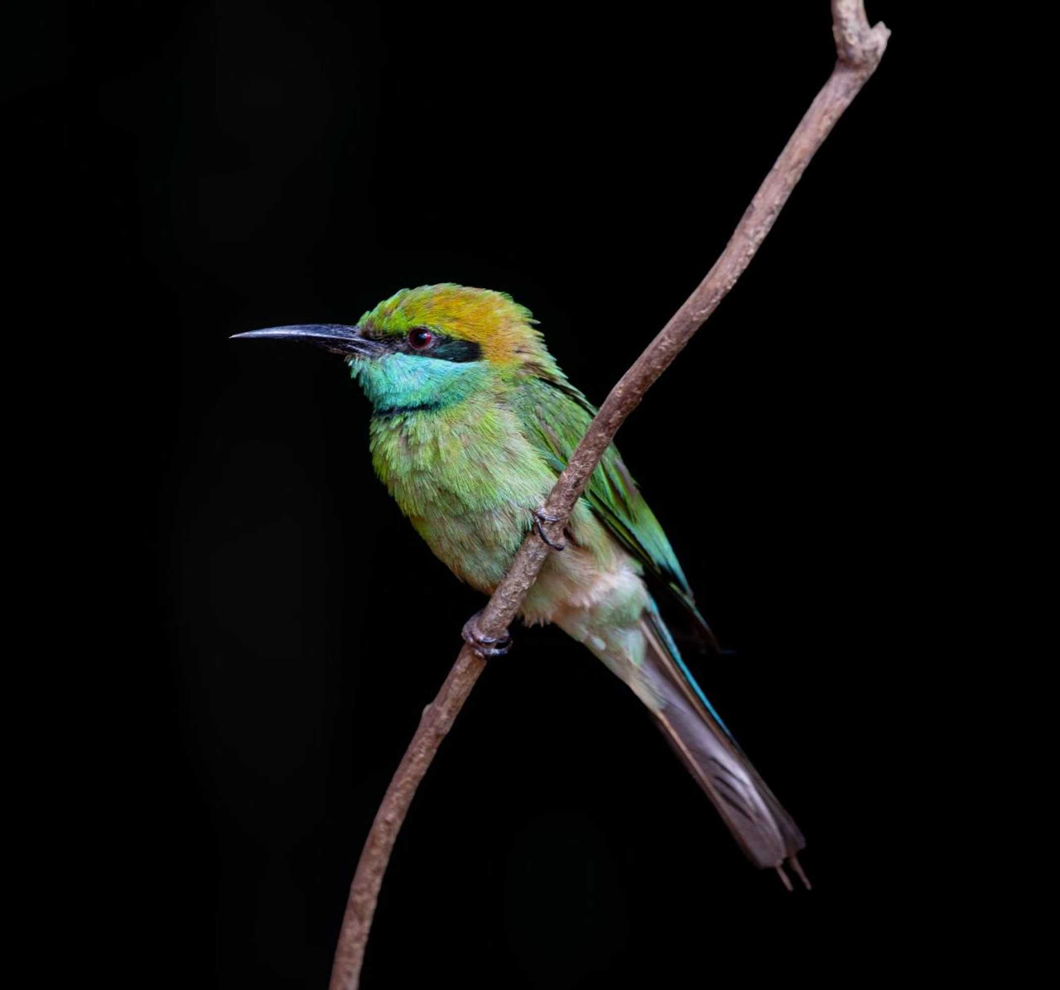 Gift card for Wilpattu National Park Forest Buma Lodge