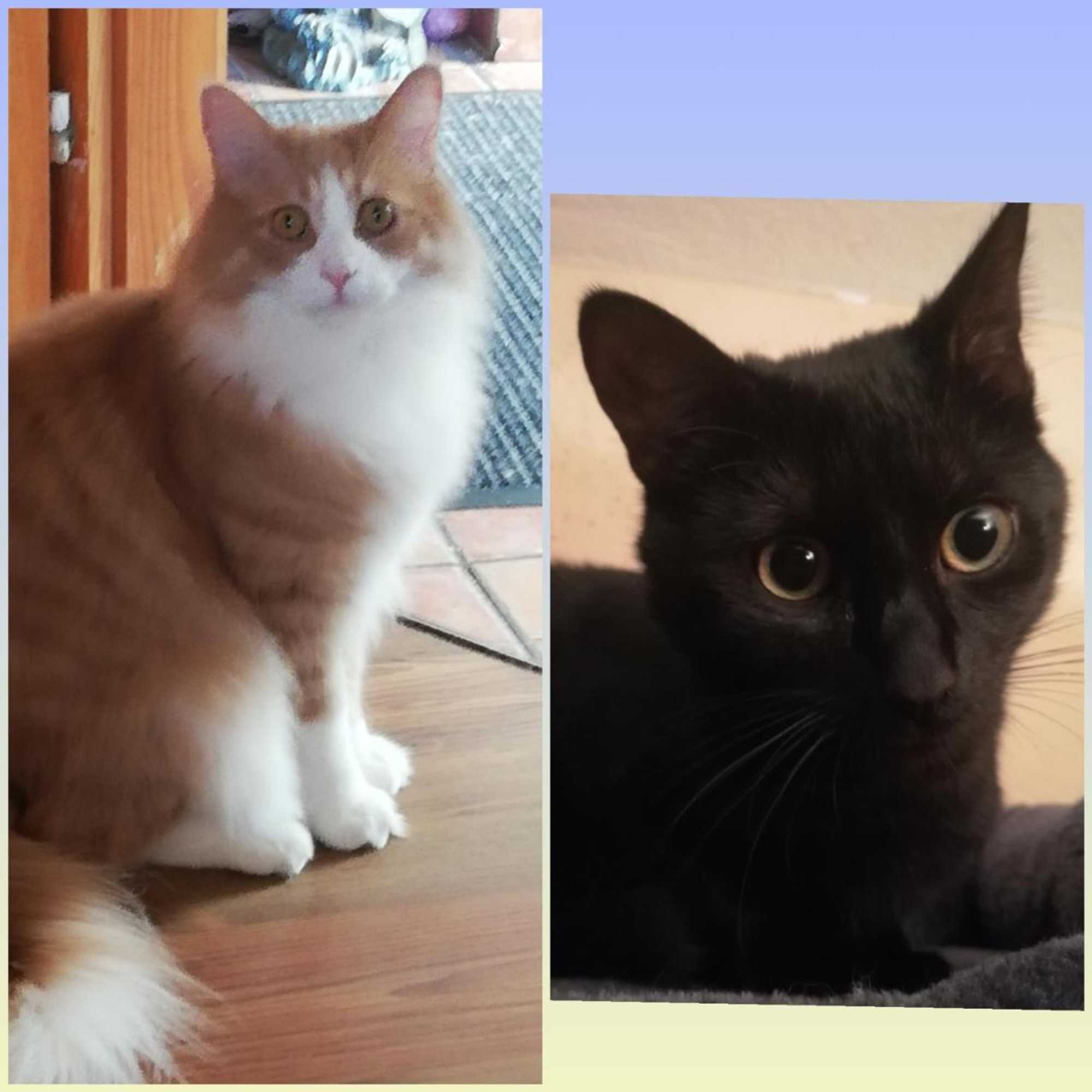 Gift card for Zum Gebimmel