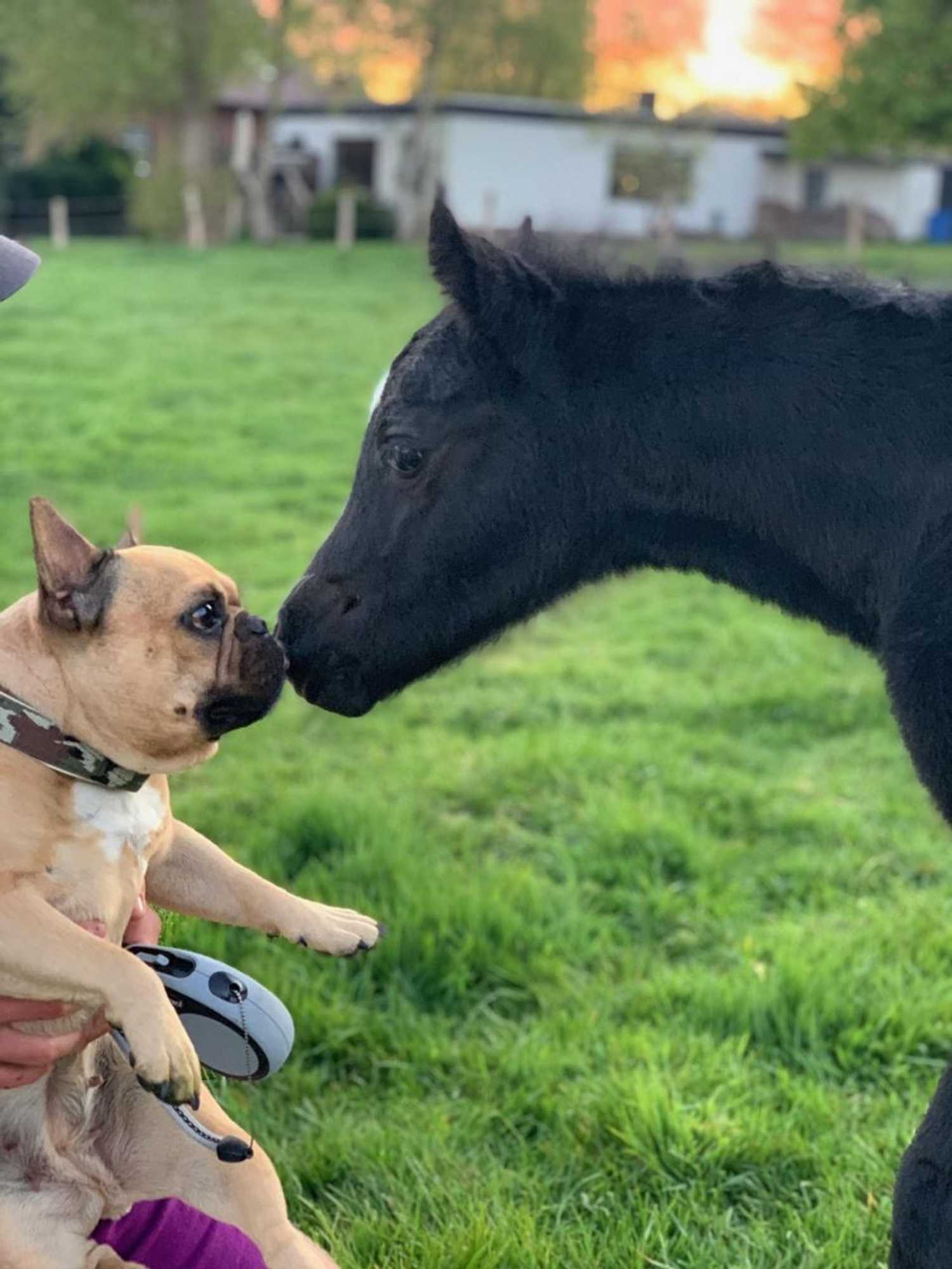 Gift card for Ponyhof Naeve am Wittensee