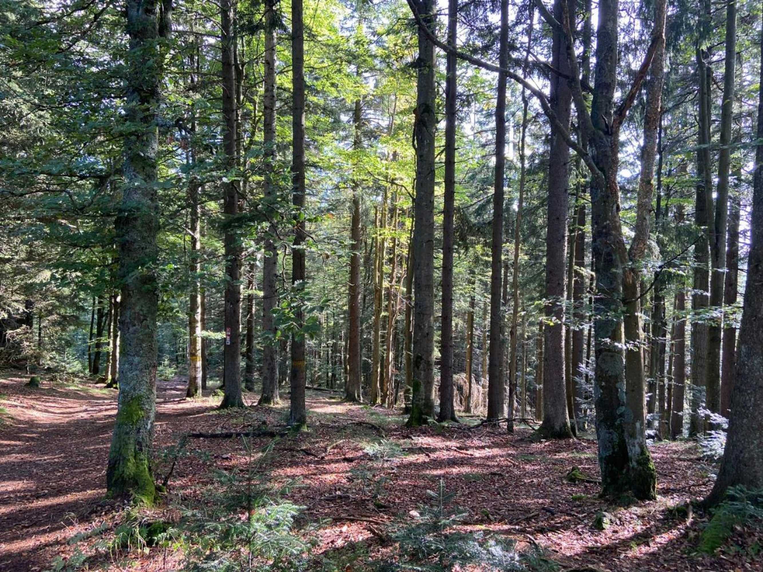 Gift card for Landgasthof Brandtner Wirt