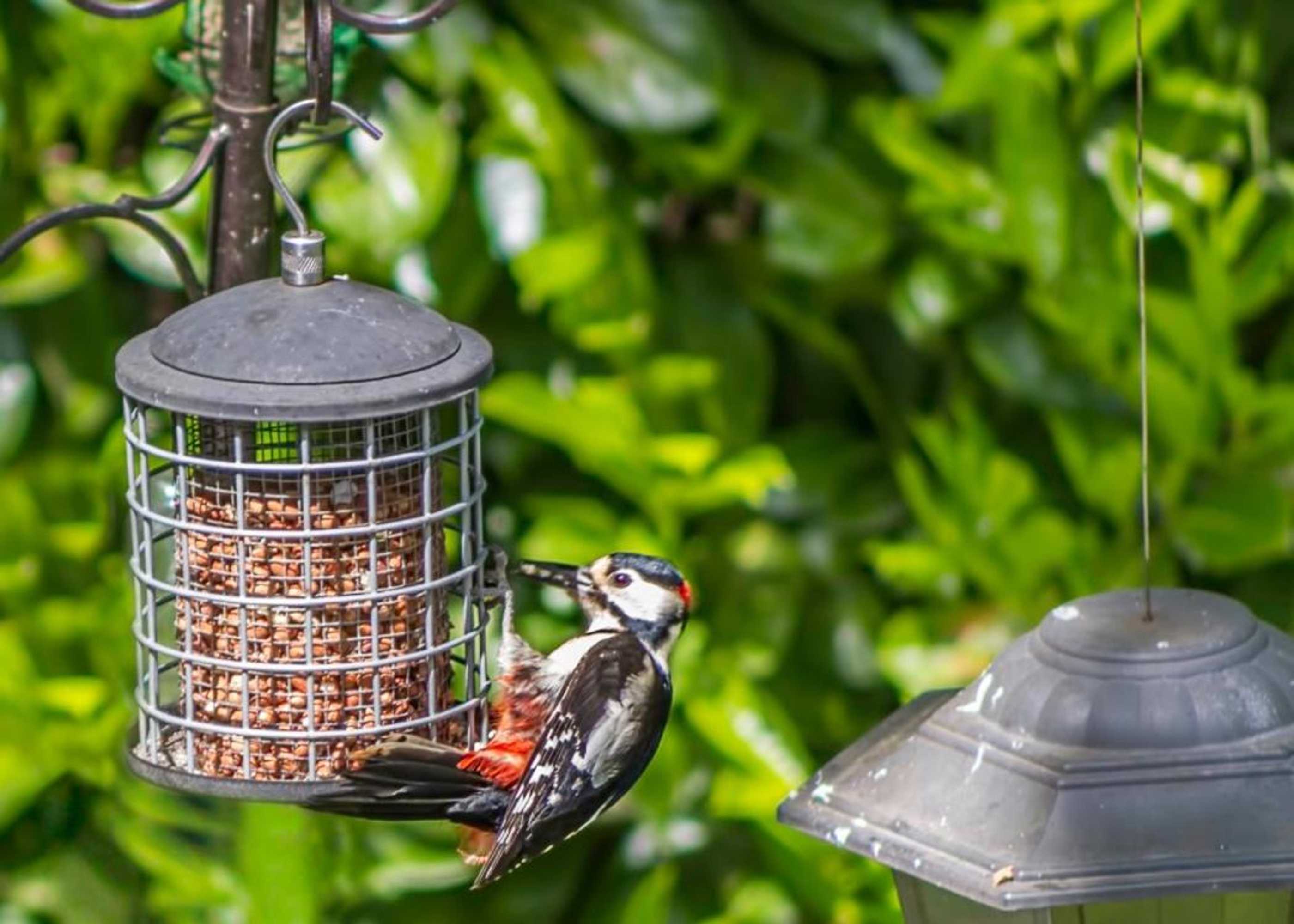 Gift card for Pretty Maid House B&b