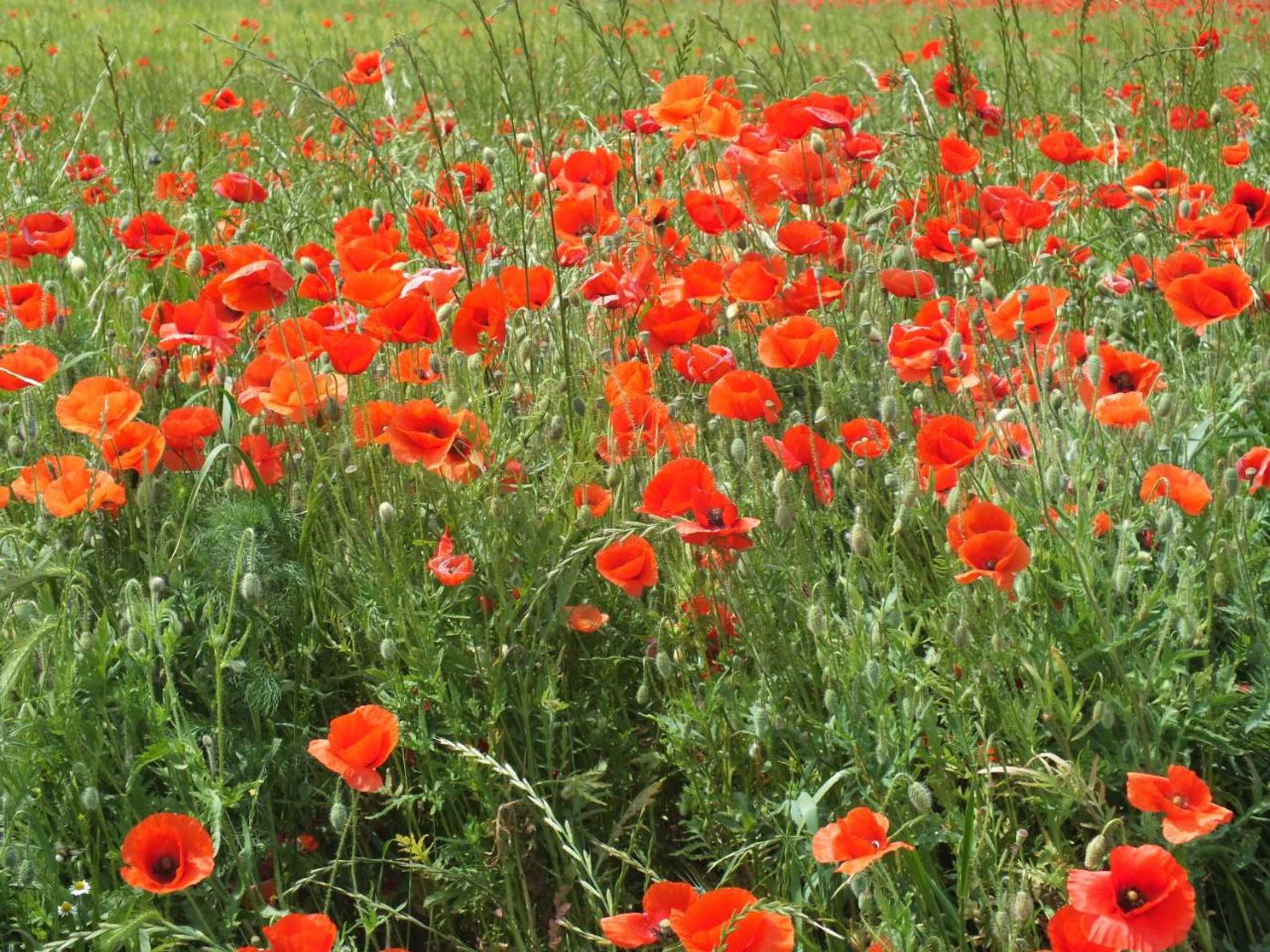 Gift card for Pension am Elberadweg