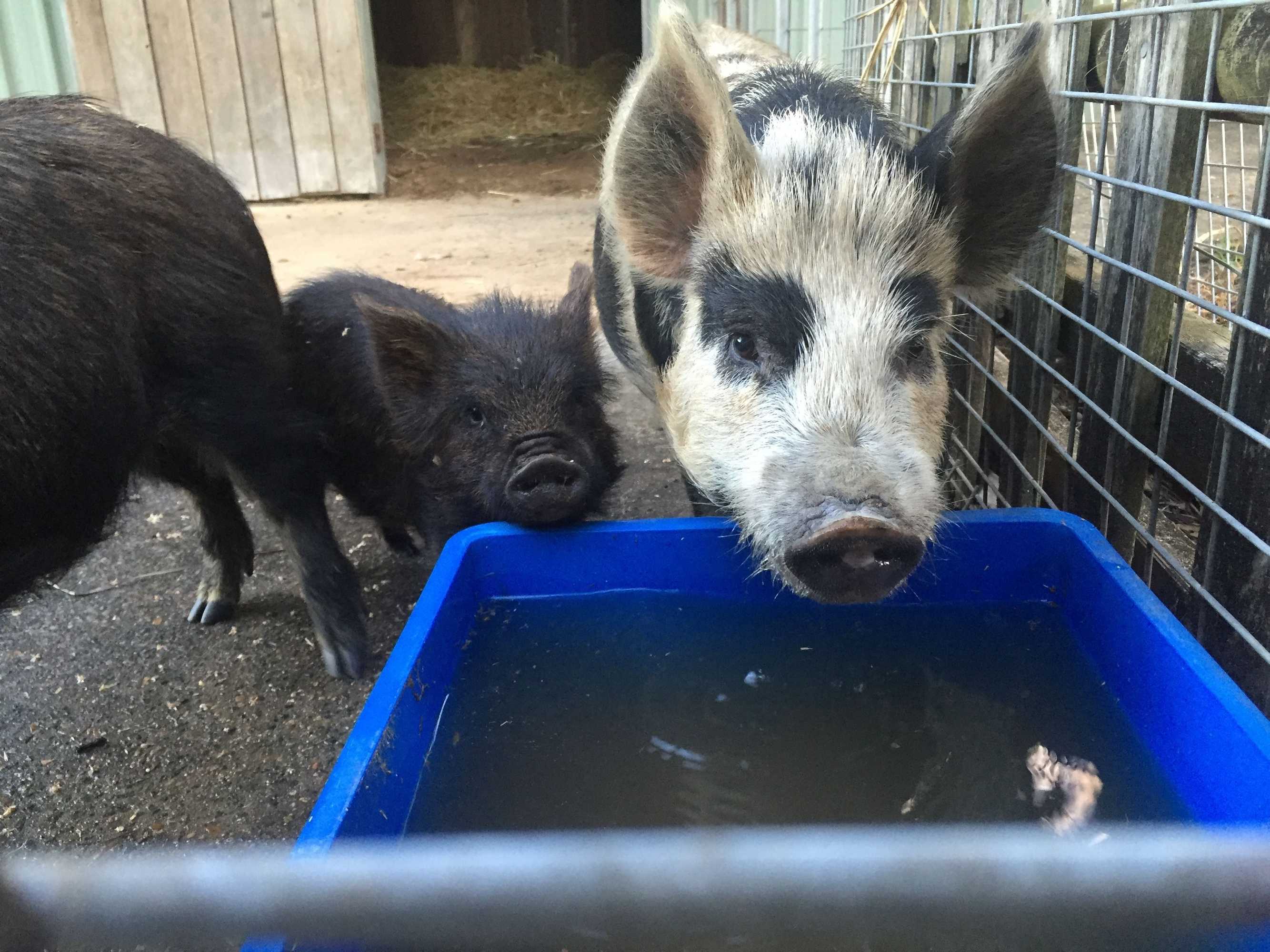 Gift card for Blackwattle Farm B&b And Farm Stay