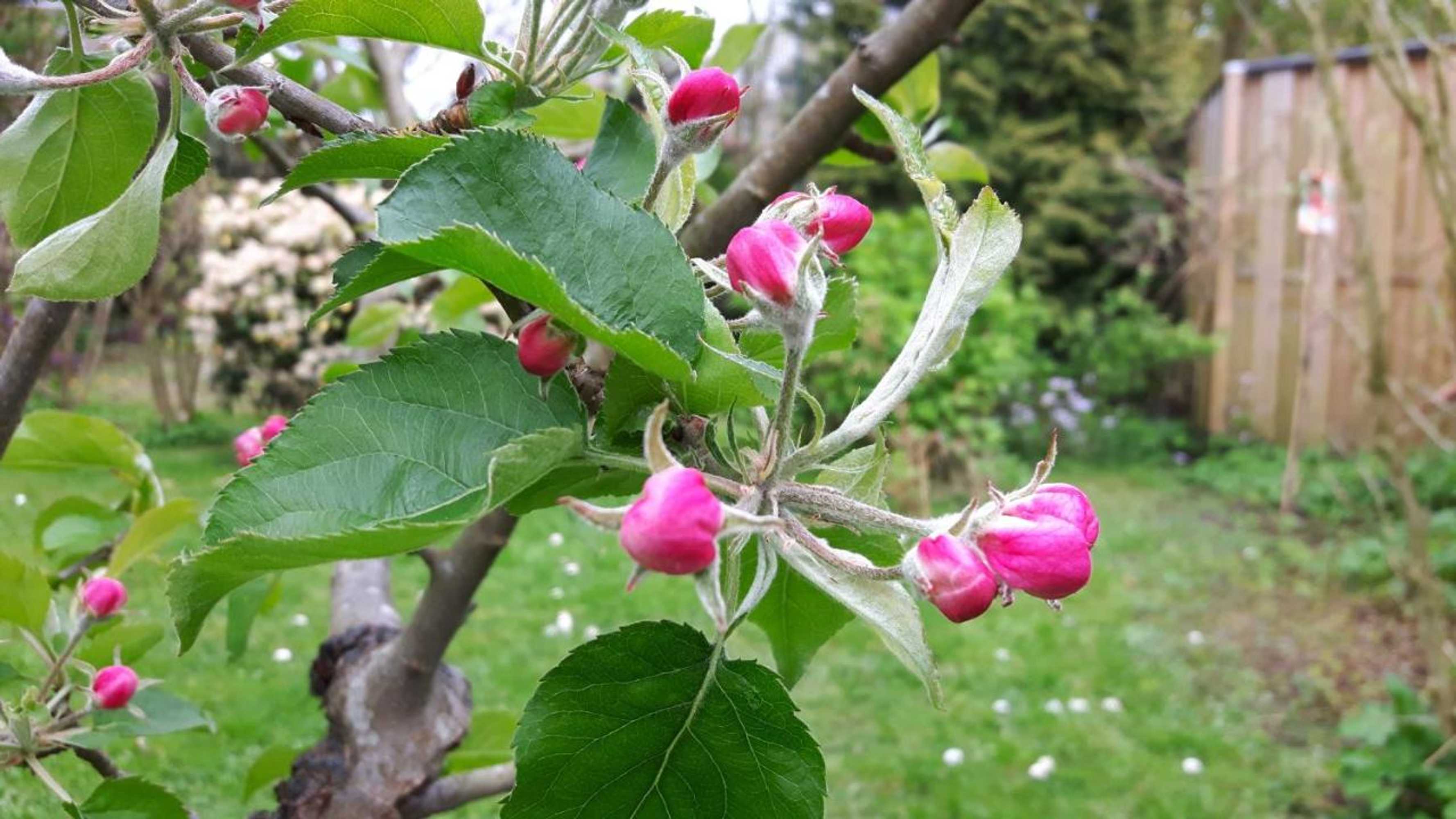 Gift card for Het Pelikaantje