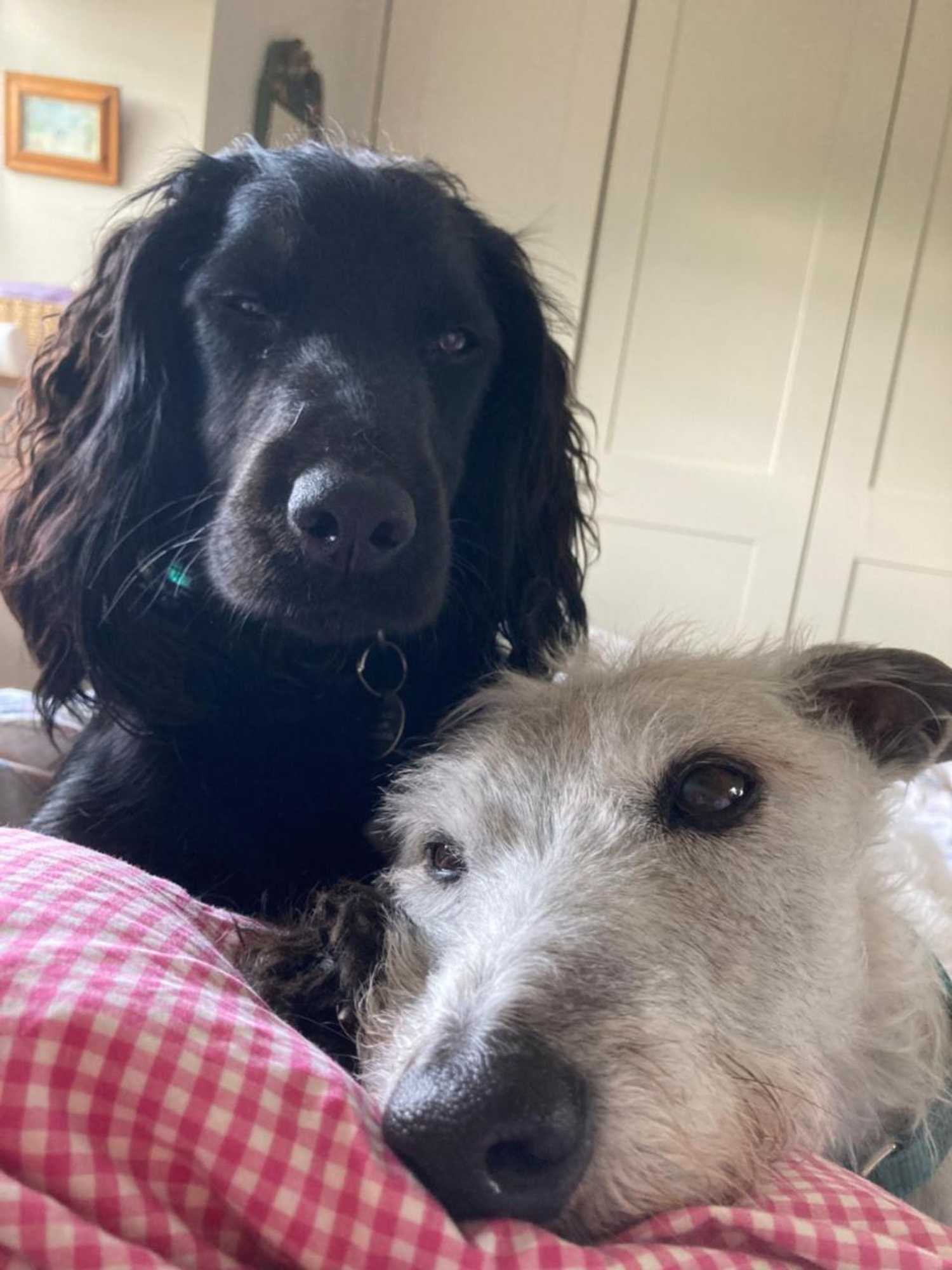 Gift card for Brook Farm Cottage