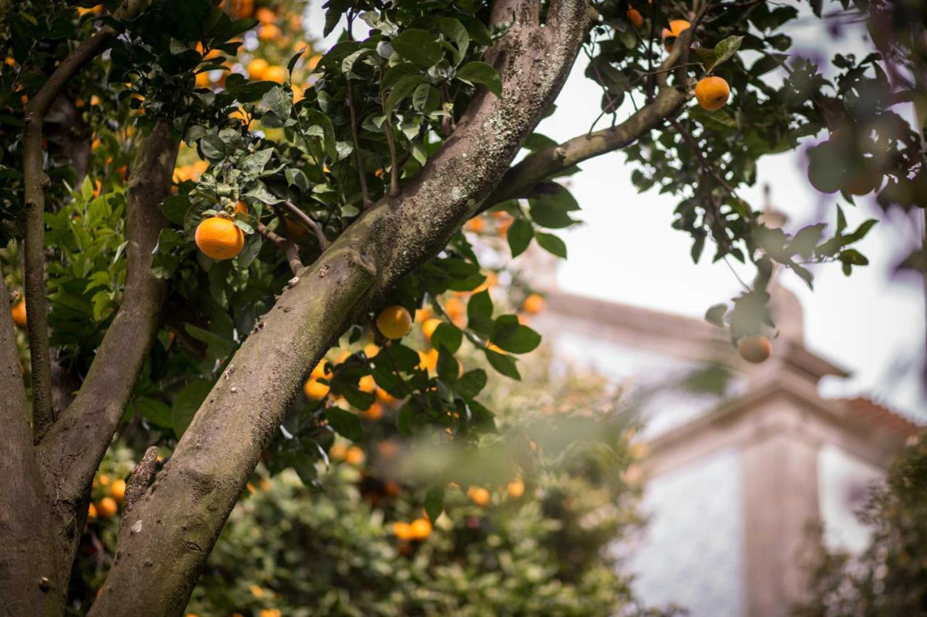 Gift card for Quinta São Miguel de Arcos