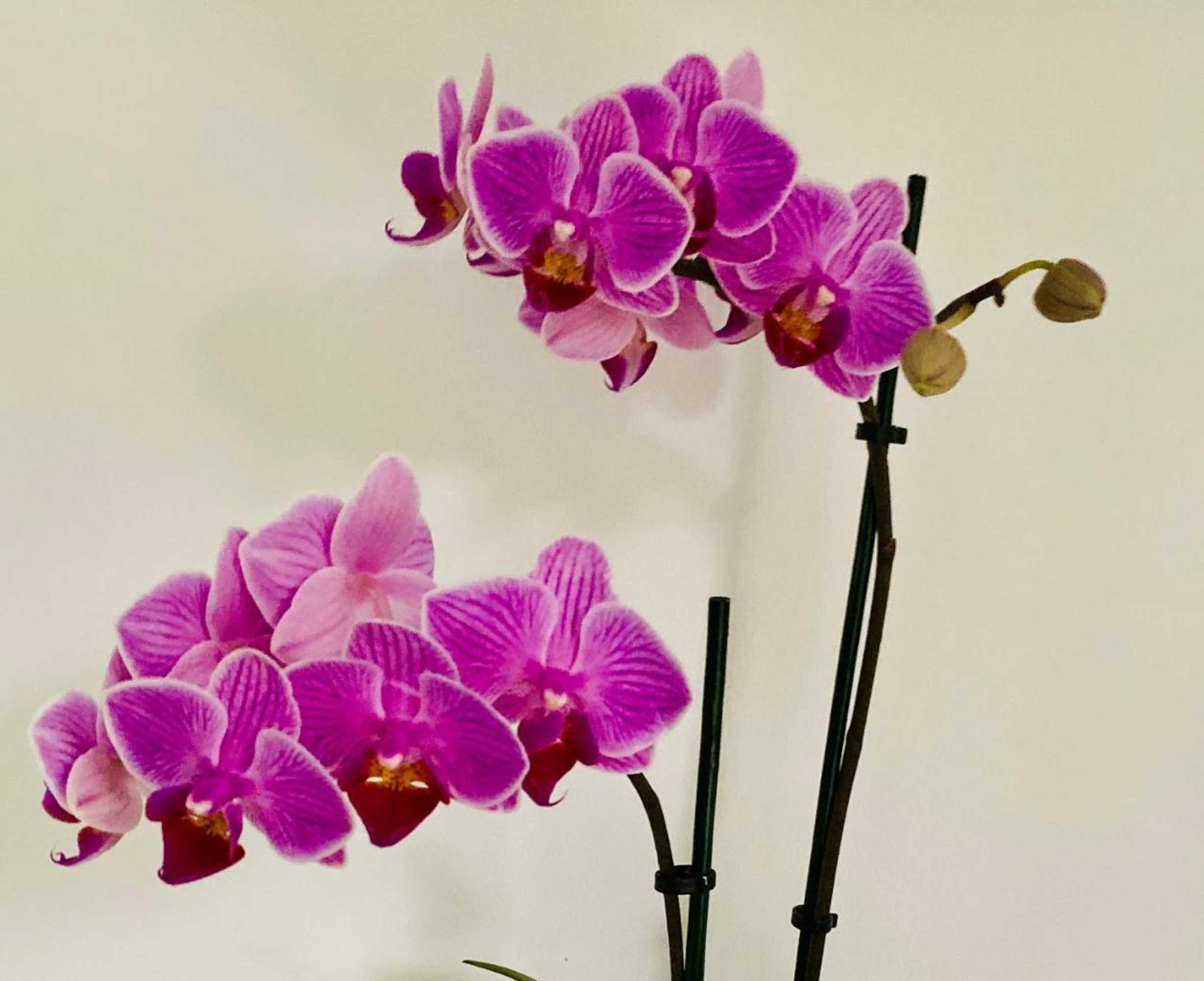 Gift card for Ranmore Rise Bed And Breakfast