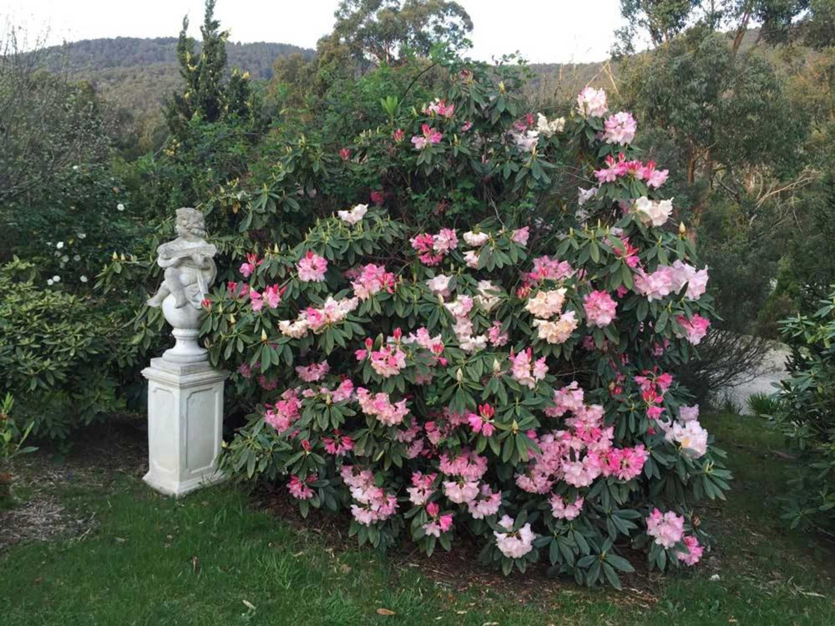 Gift card for White Rose Cottage