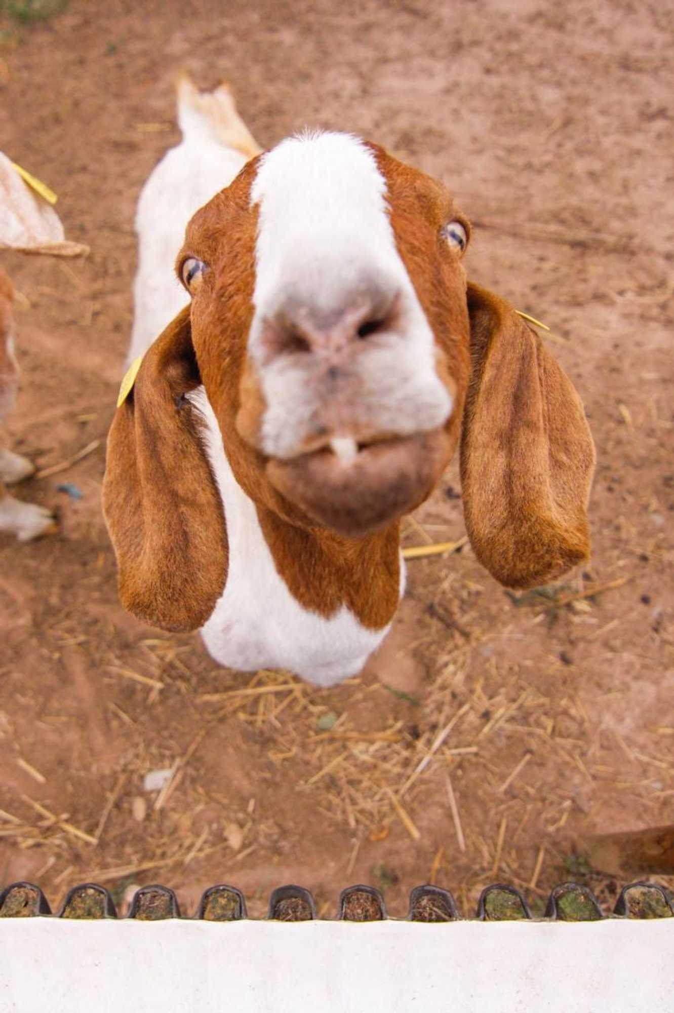 Gift card for Quintinha da Charneca