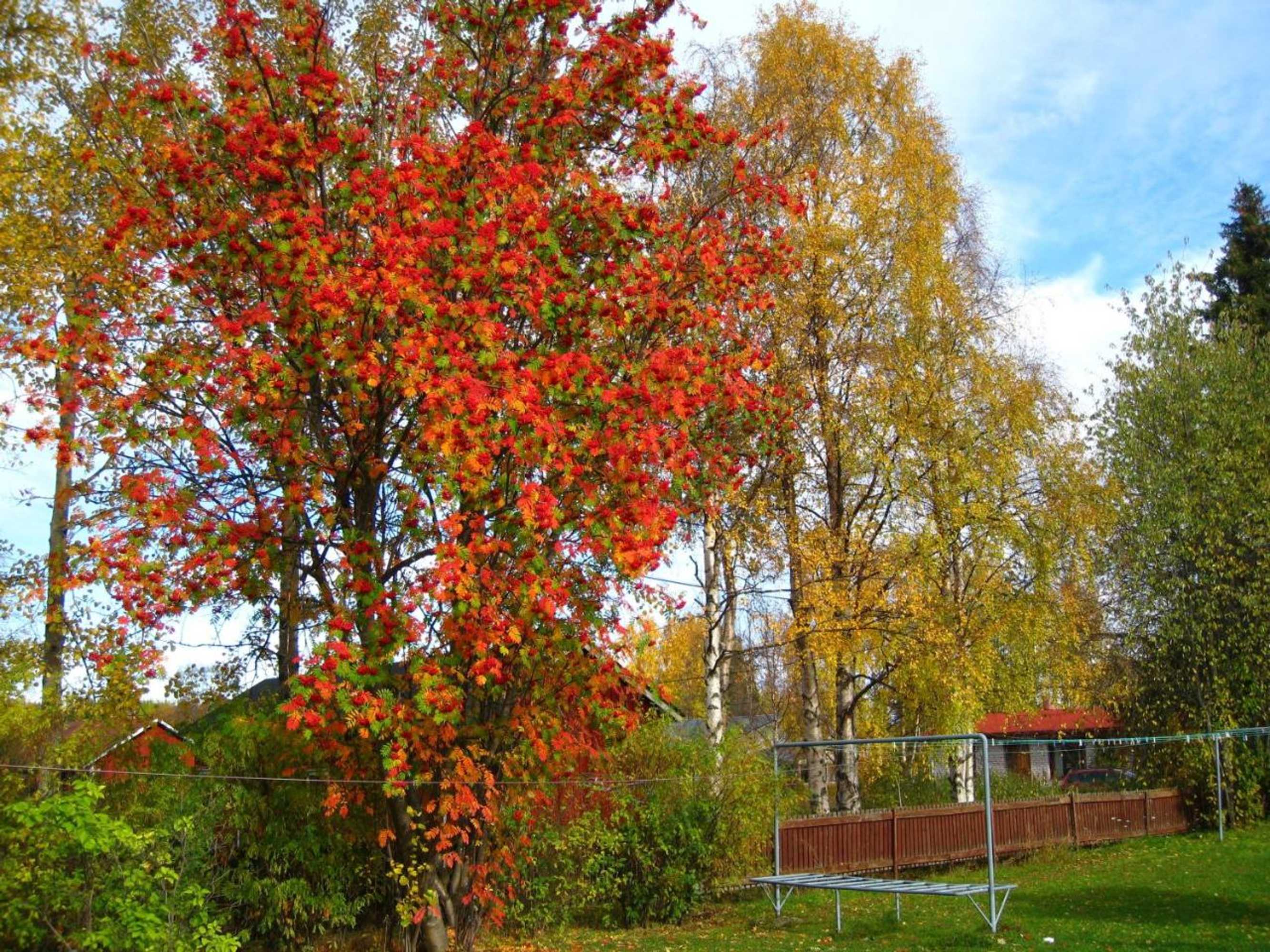 Gift card for Guesthouse Golden Goose