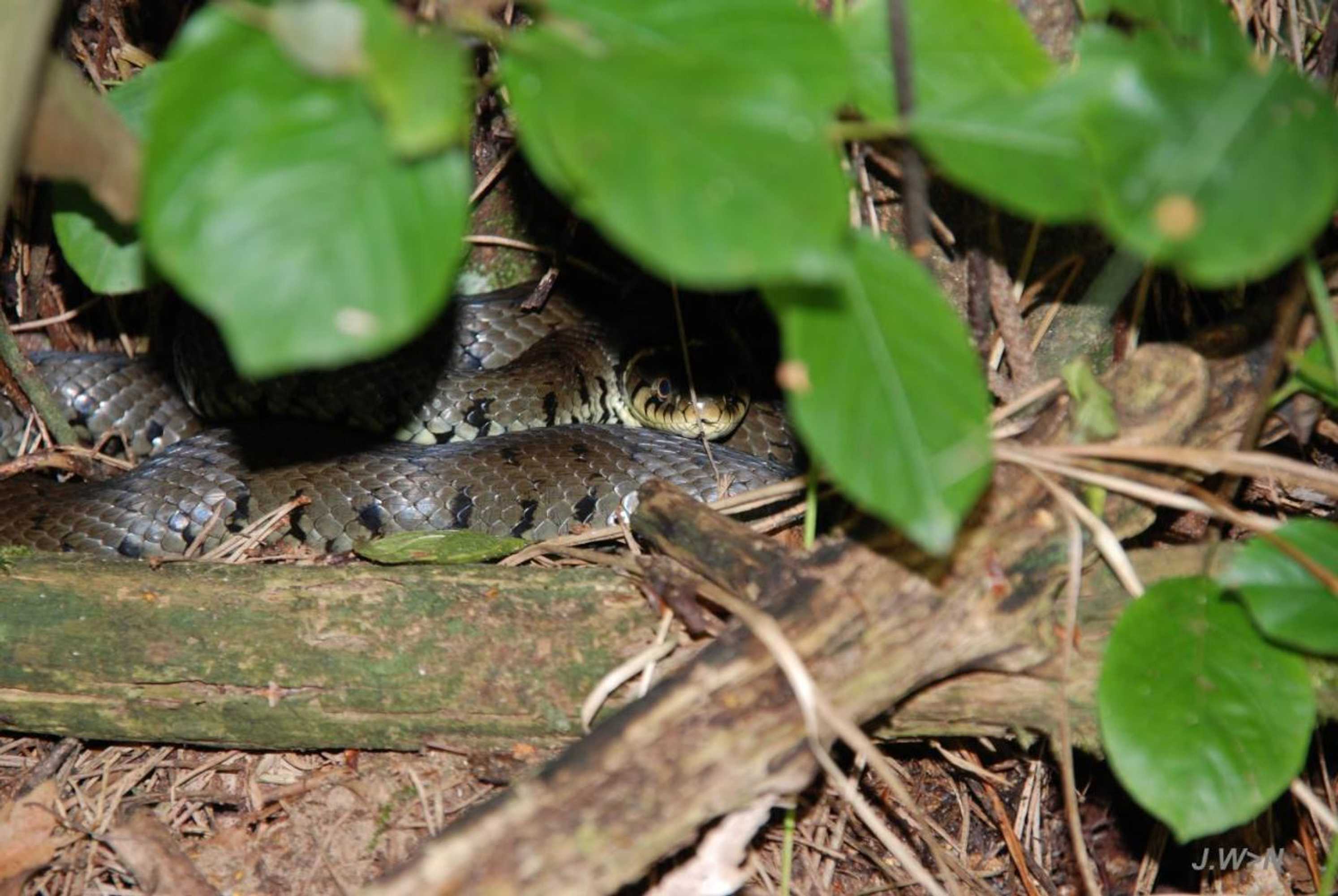 Gift card for De Priesnitzhoeve