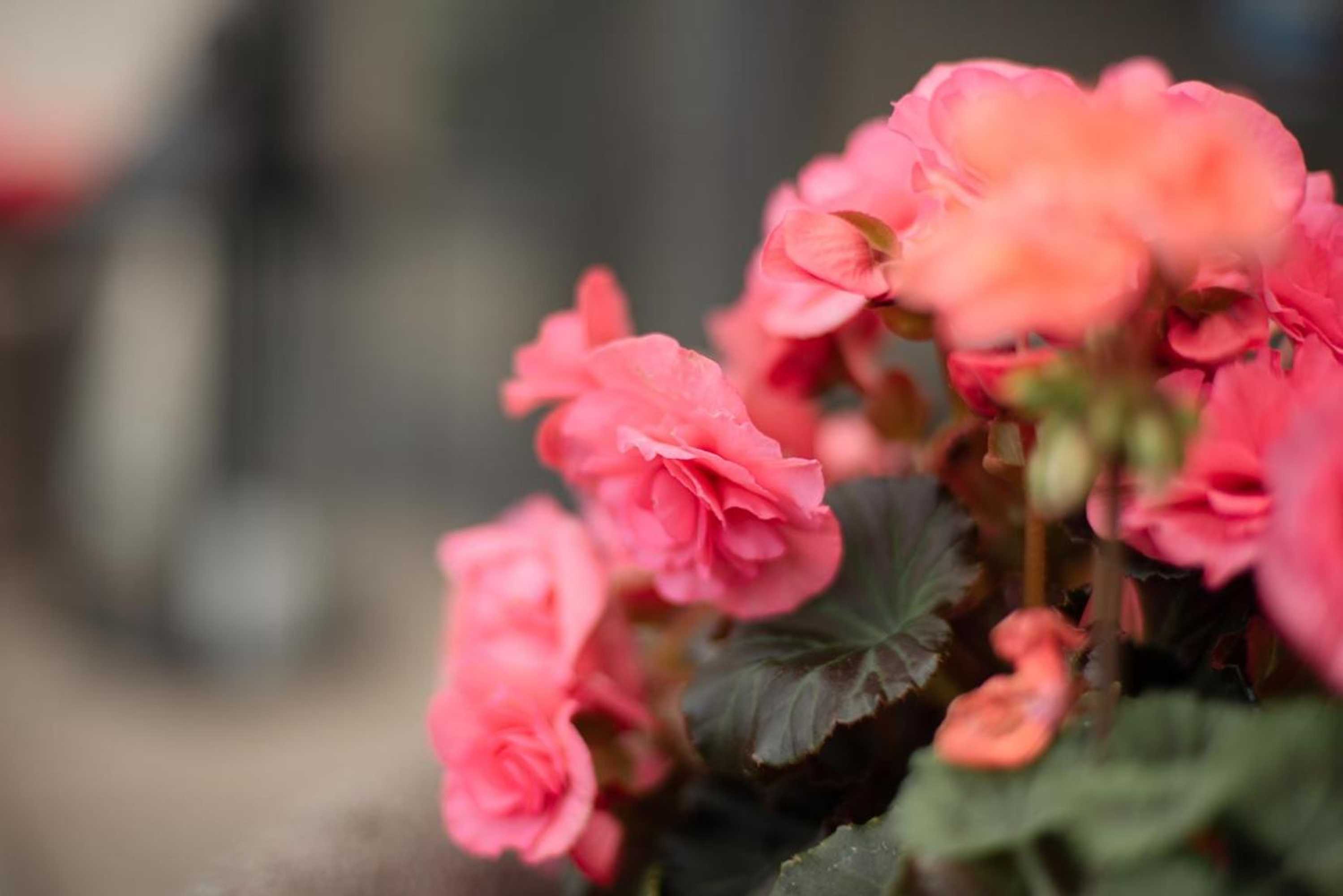 Gift card for Hotel Das Kleine Ritz