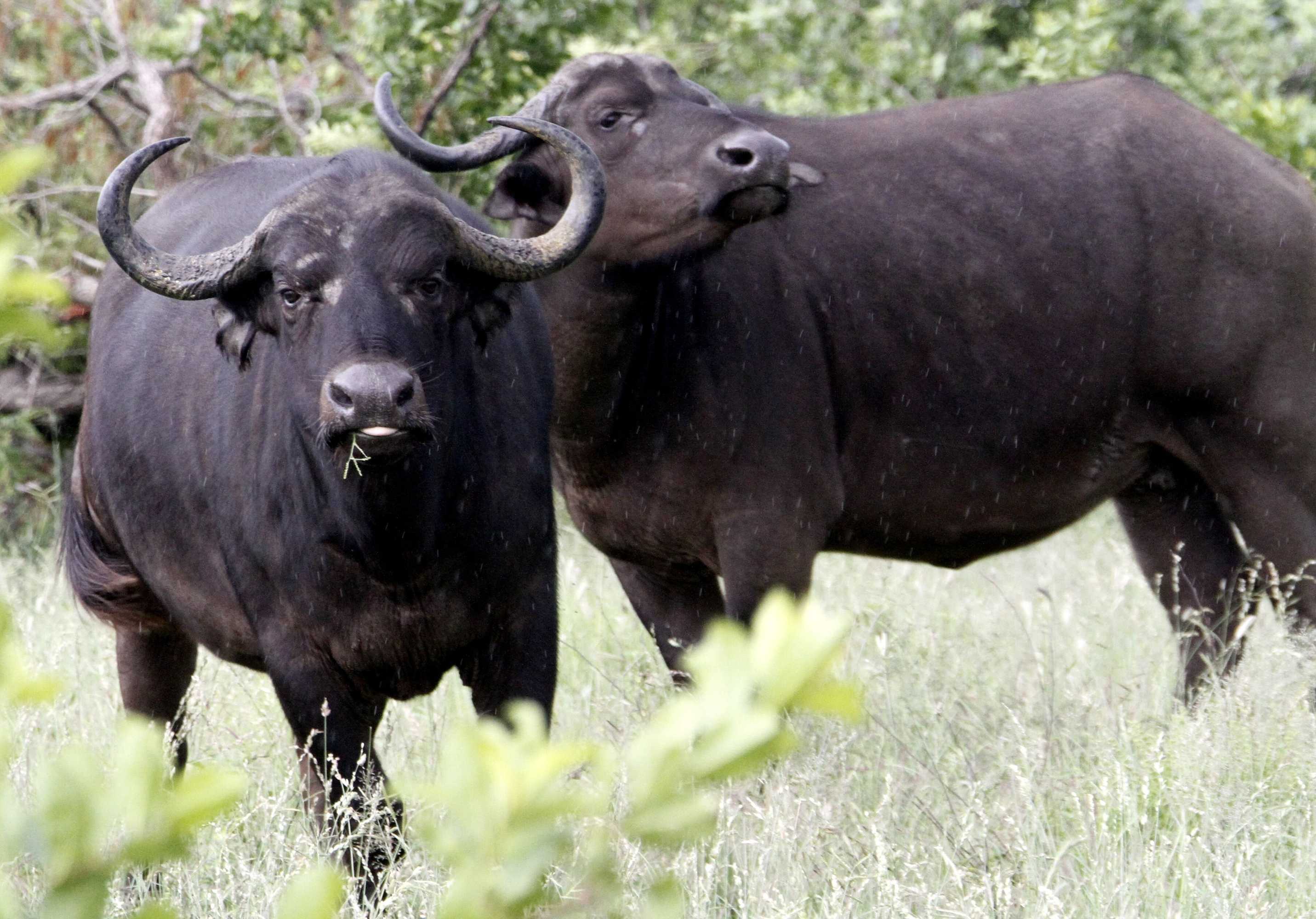 Gift card for Ezulwini Game Lodge