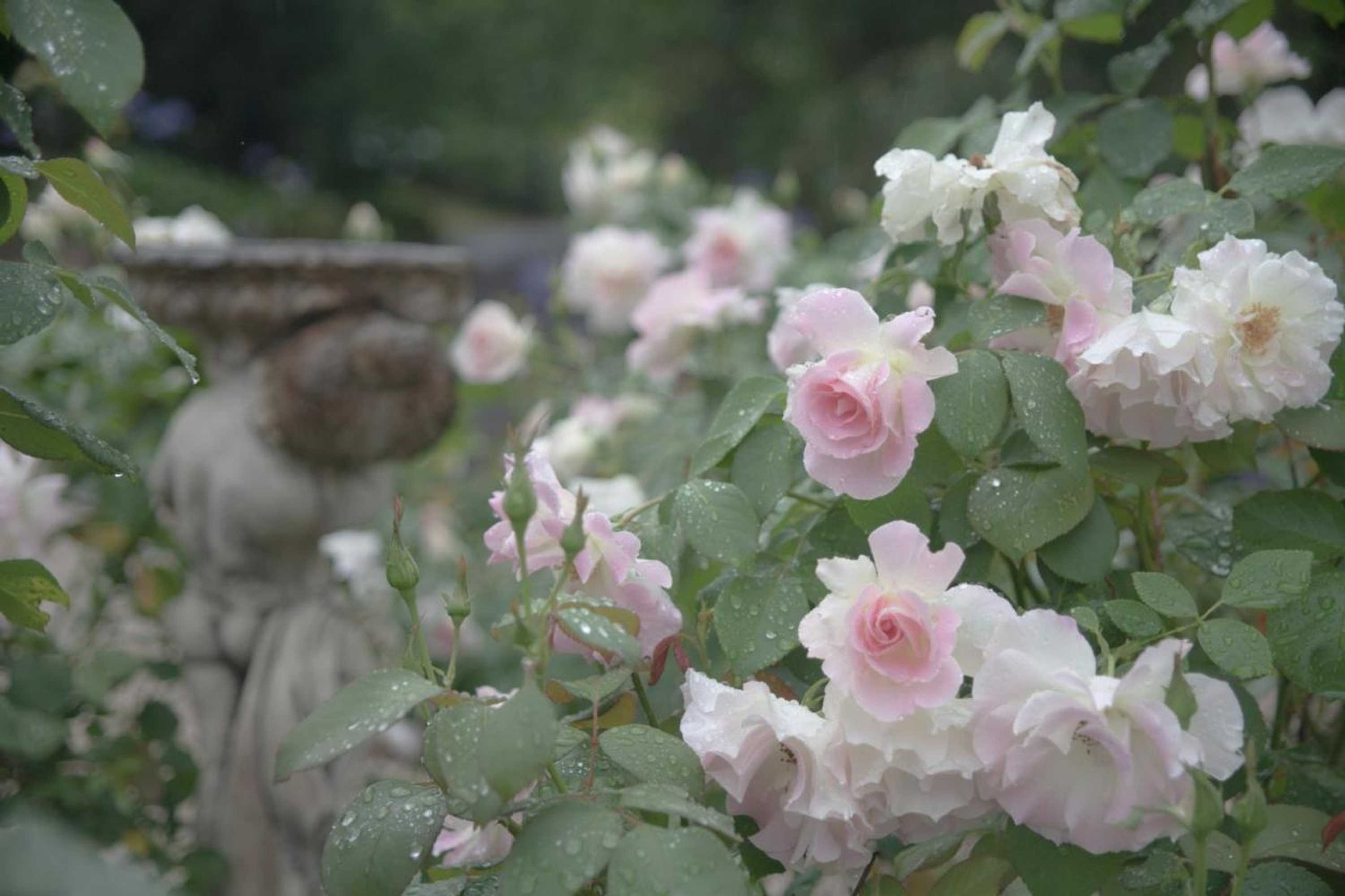 Gift card for The Willows at Kurrajong