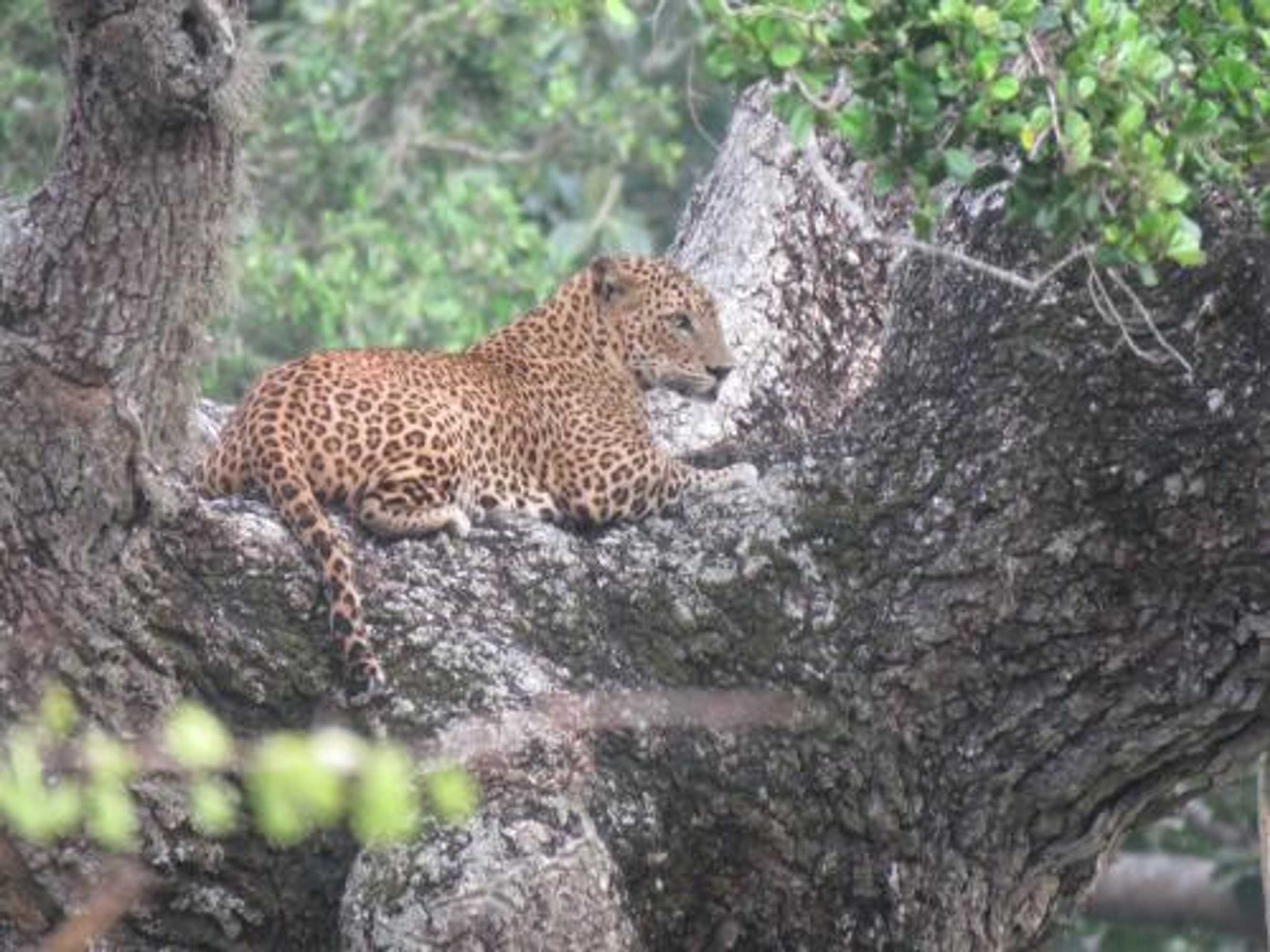 Gift card for Safari Lodge Yala Gift card for Safari Lodge Yala