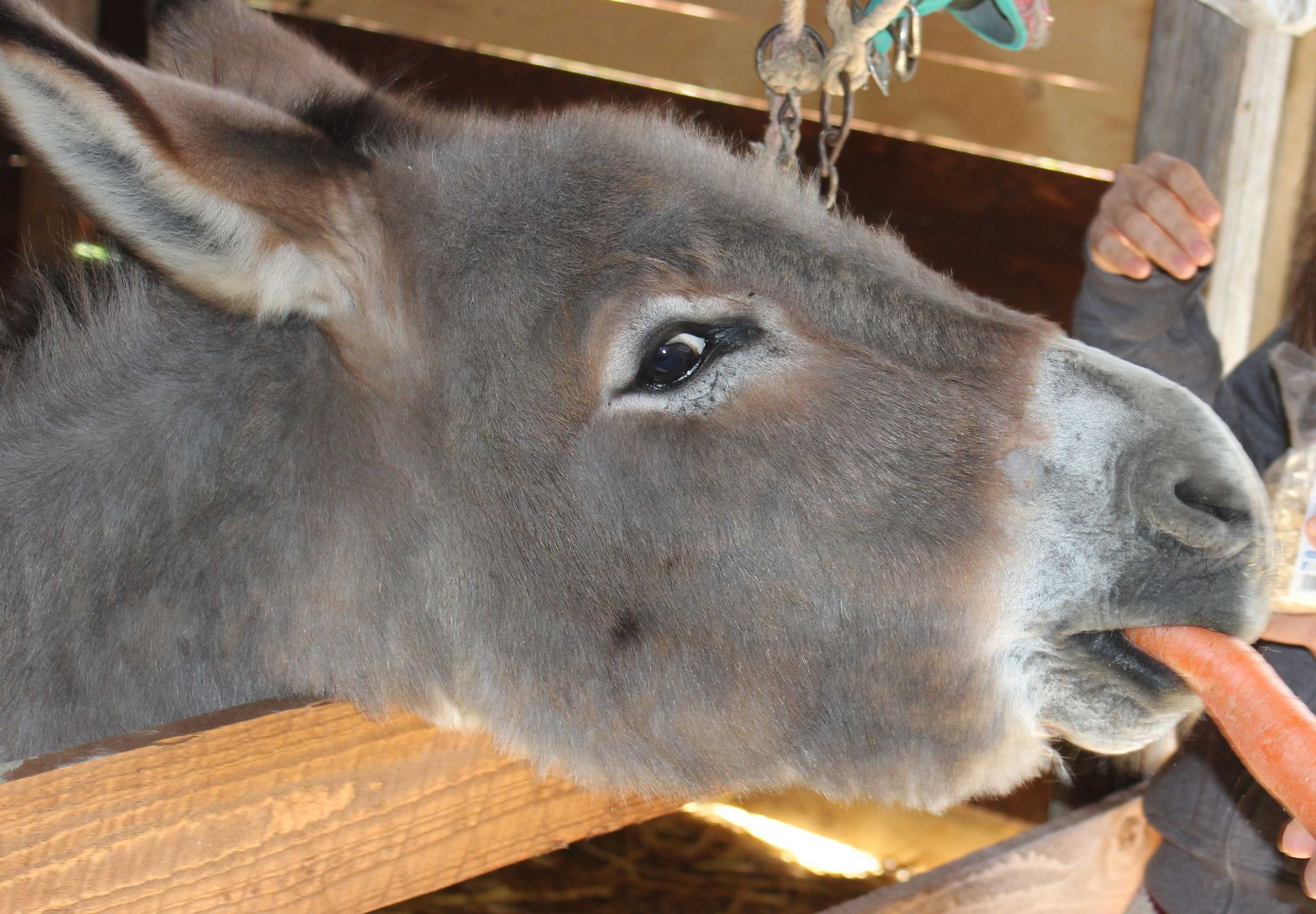 Gift card for Agriturismo La Casa di Bacco