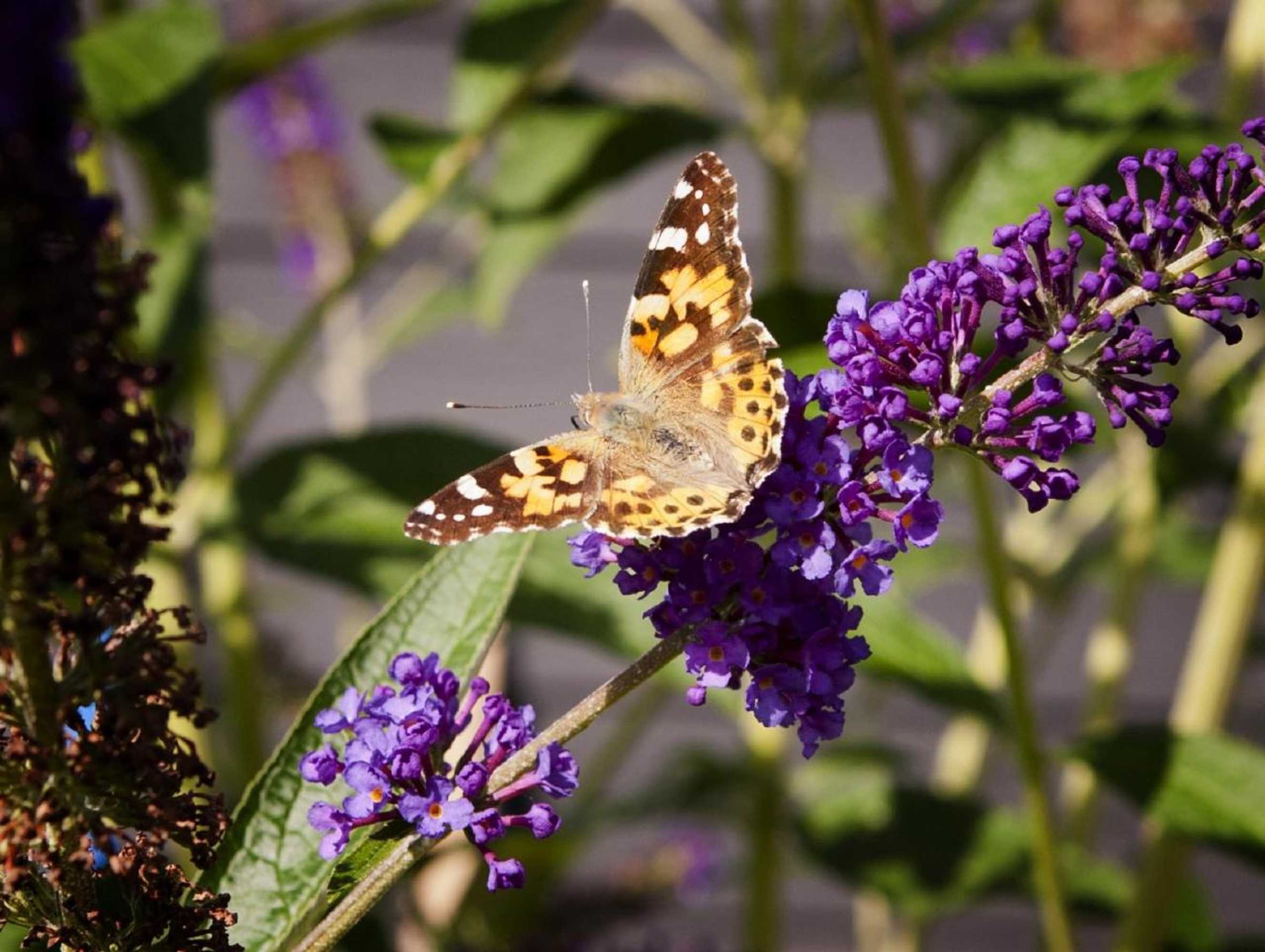 Gift card for Dreamzzz Boutique B&b Kaatsheuvel