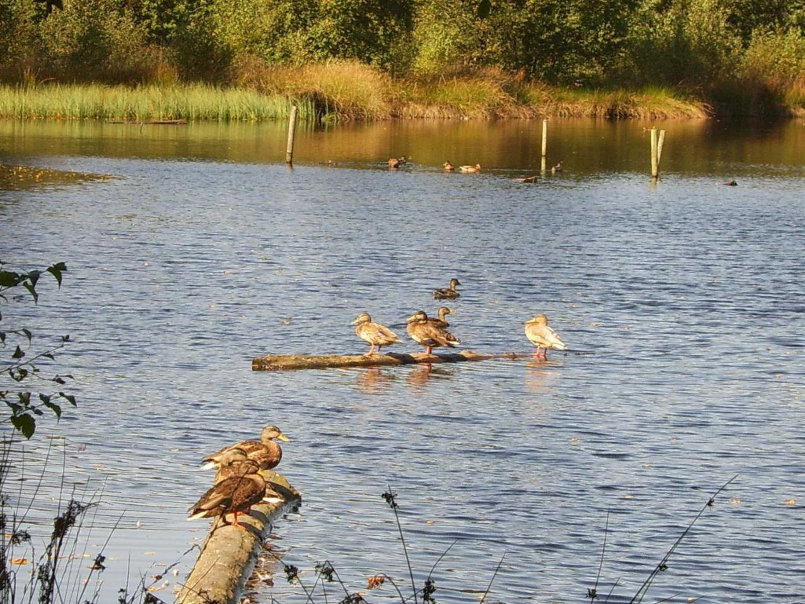 Gift card for Vakantiepark Witterzomer Assen