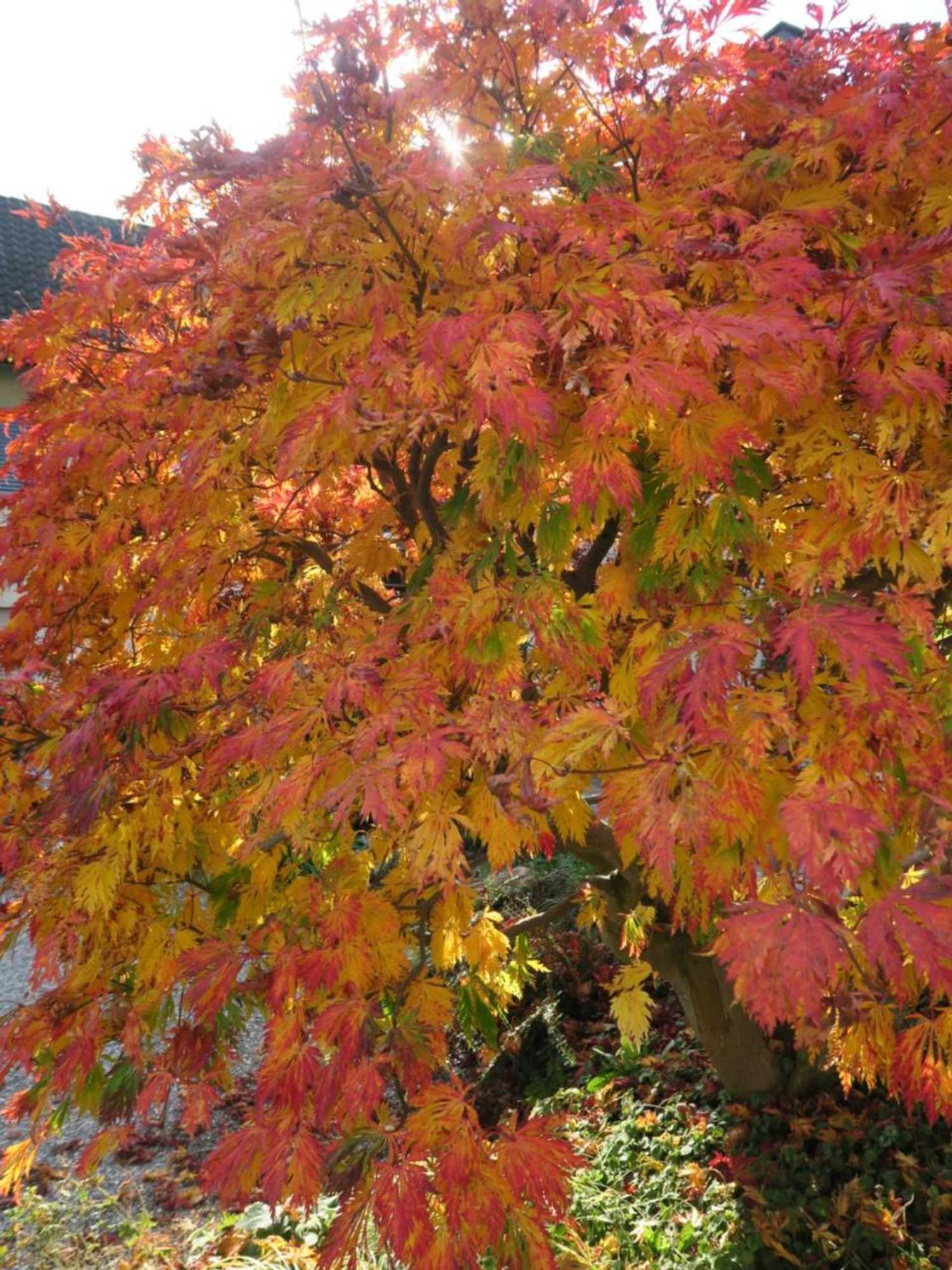 Gift card for Haus St.michael