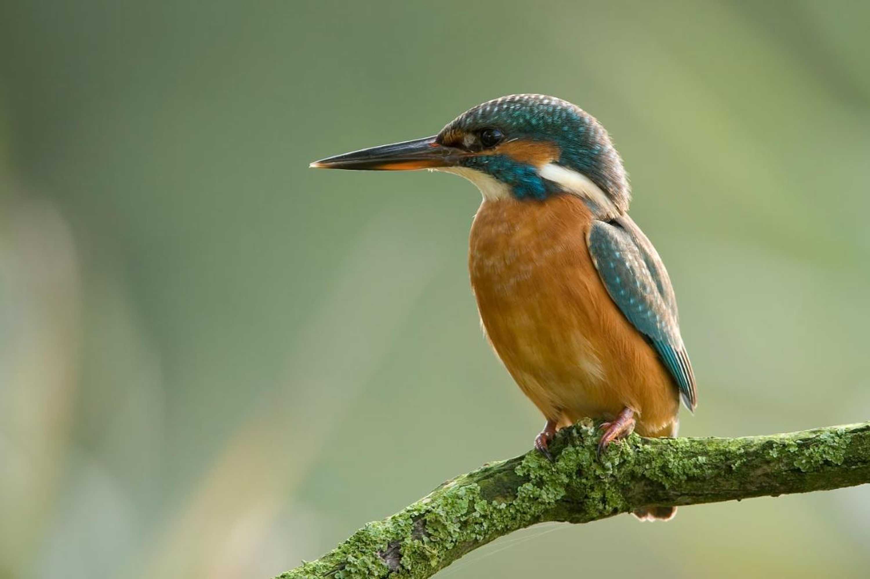 Gift card for De Brabantse Biesbosch