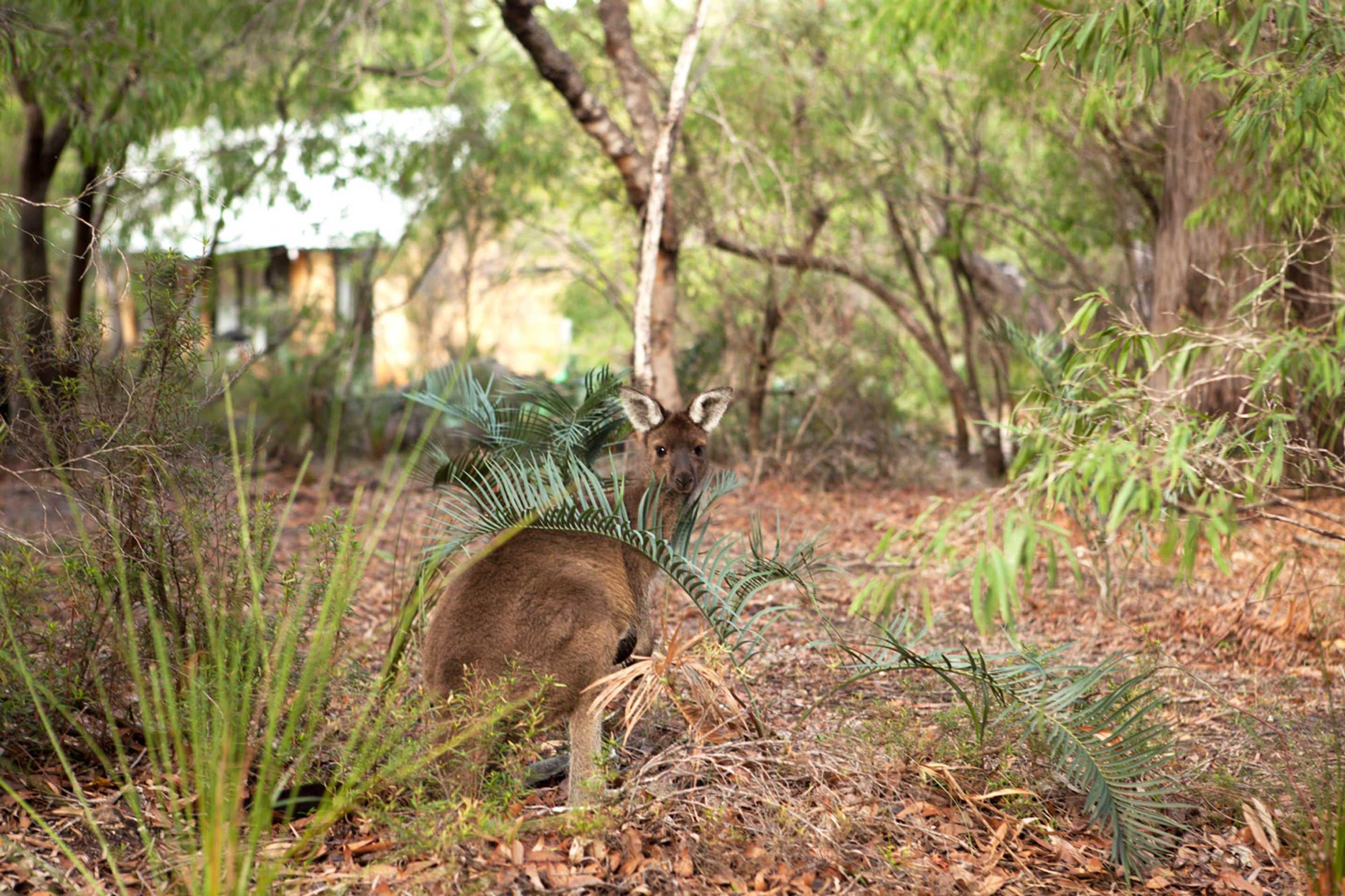 Gift card for Bussells Bushland Cottages Gift card for Bussells Bushland Cottages