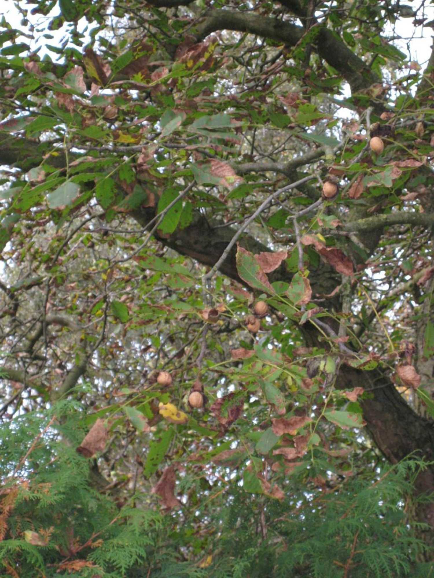 Gift card for B&b Het Uilennest