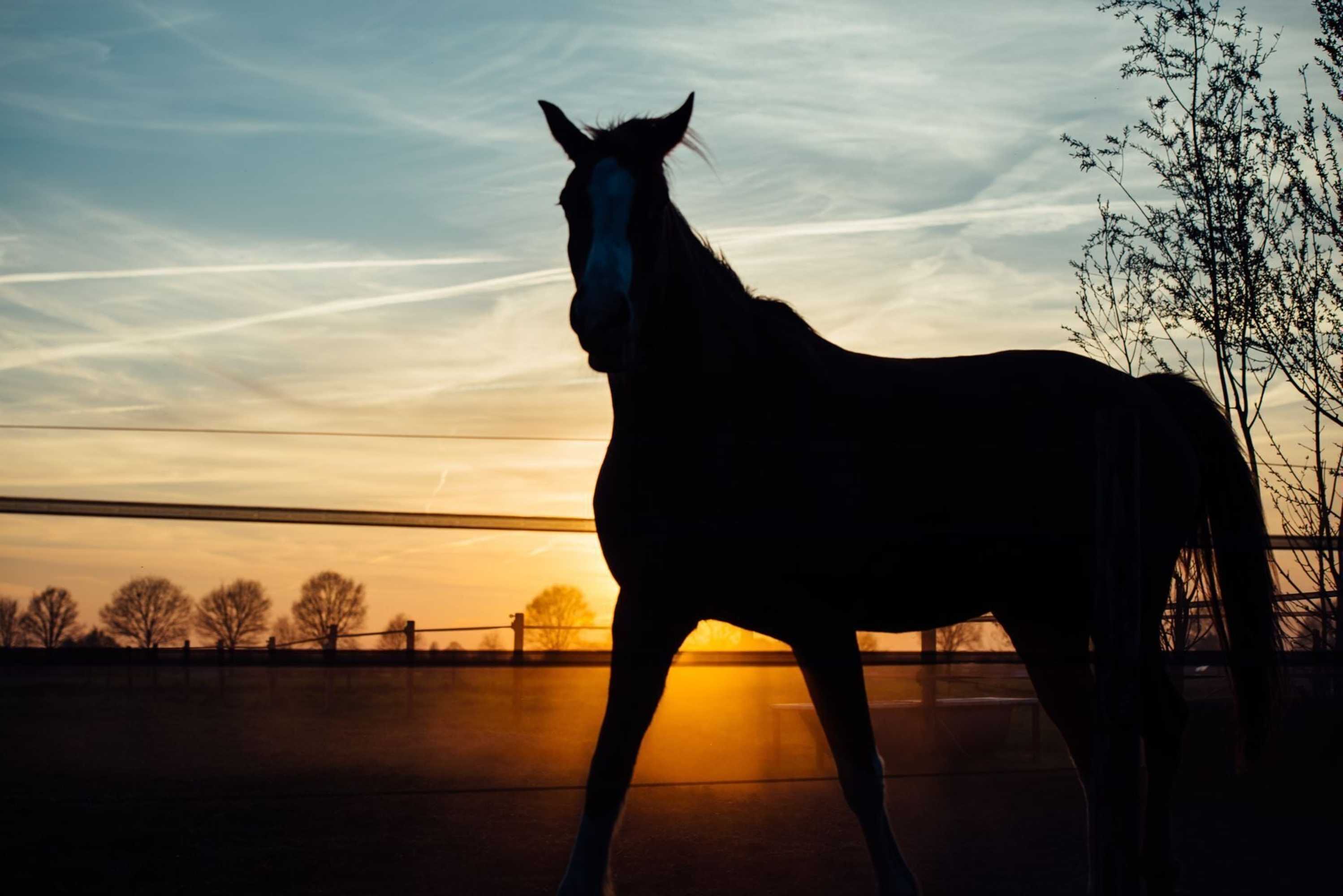 Gift card for Boertel Lamperse Hei