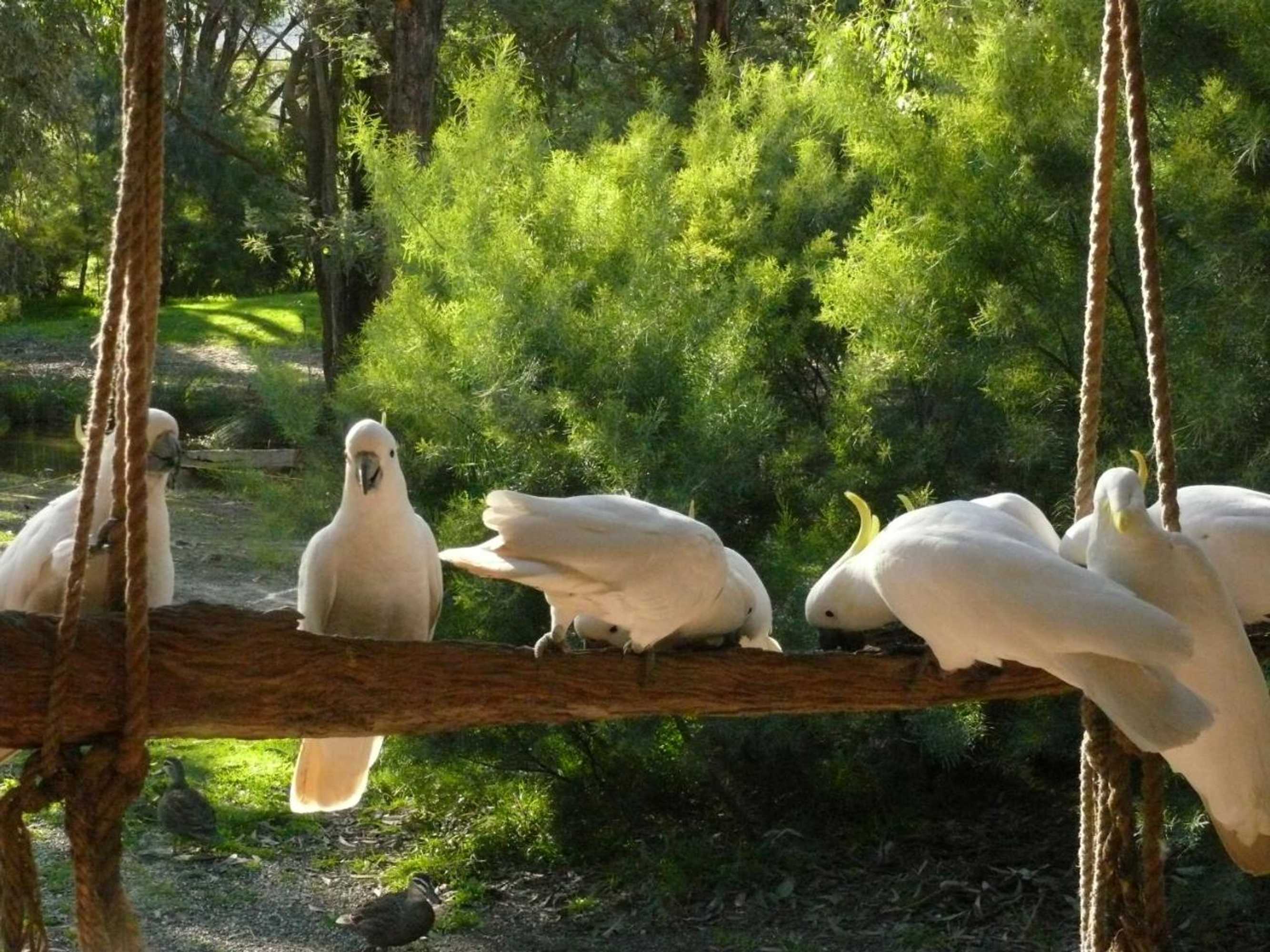 Gift card for The Burrow At Wombat Bend