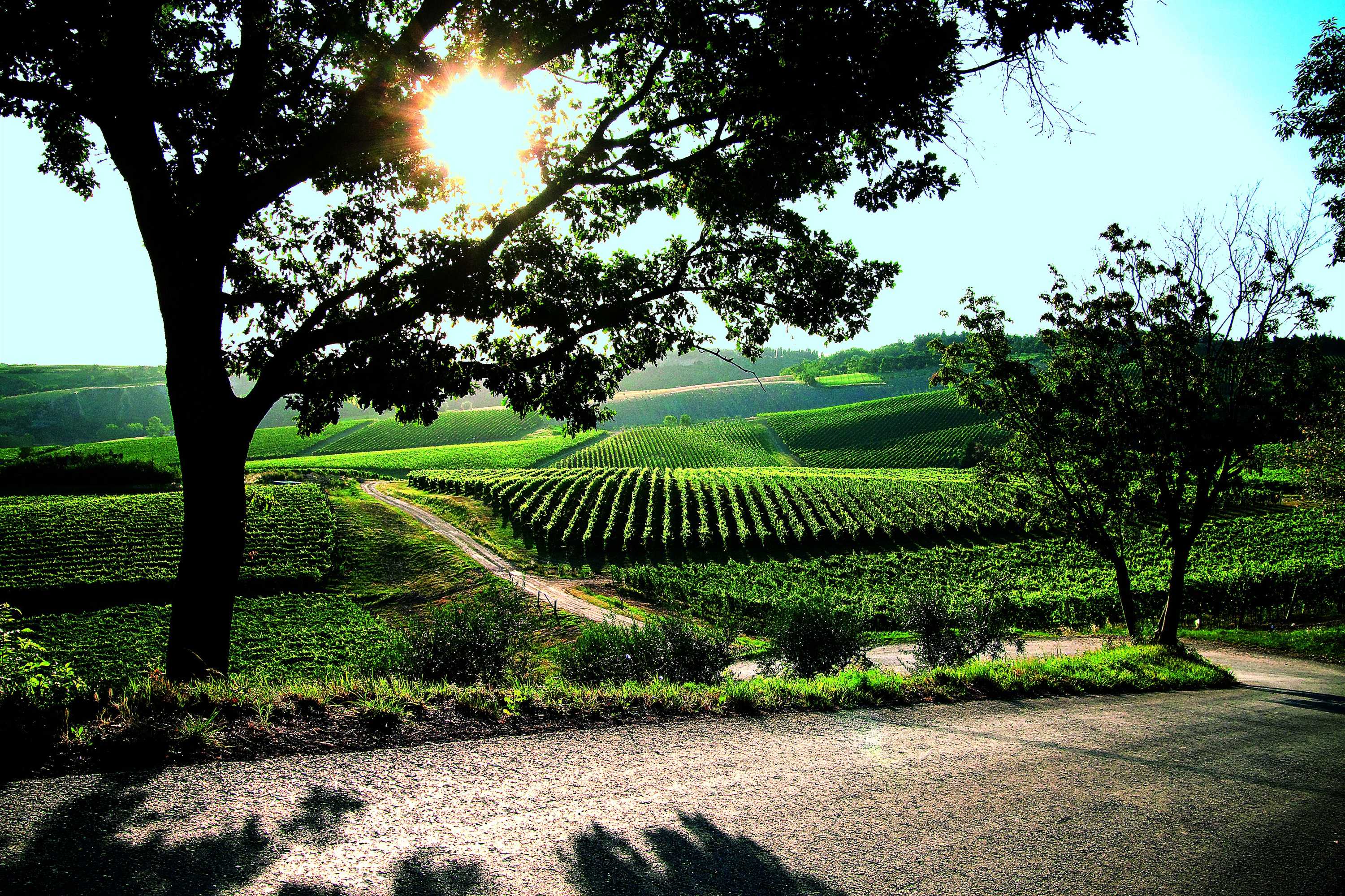 Gift card for Borgo Condé Wine Resort Gift card for Borgo Condé Wine Resort