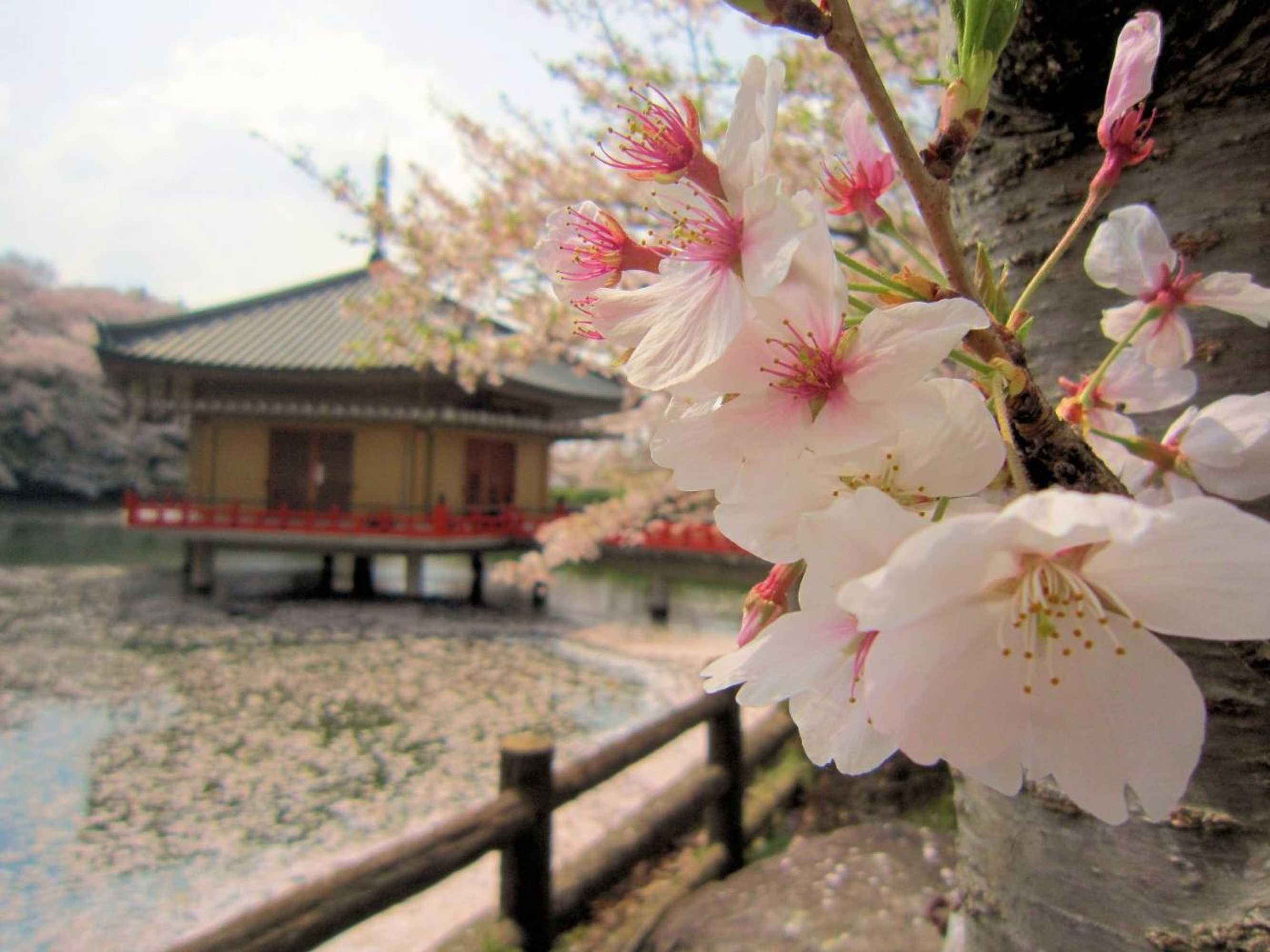 Gift card for Ryokan Taishoro