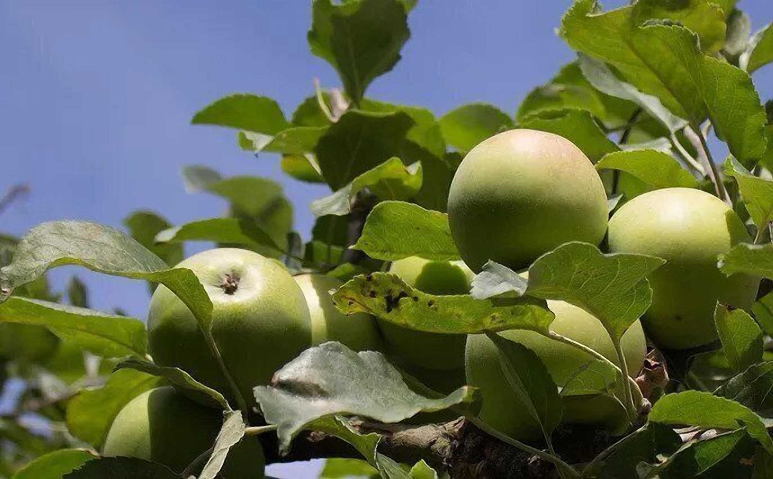 Gift card for The Old Stables